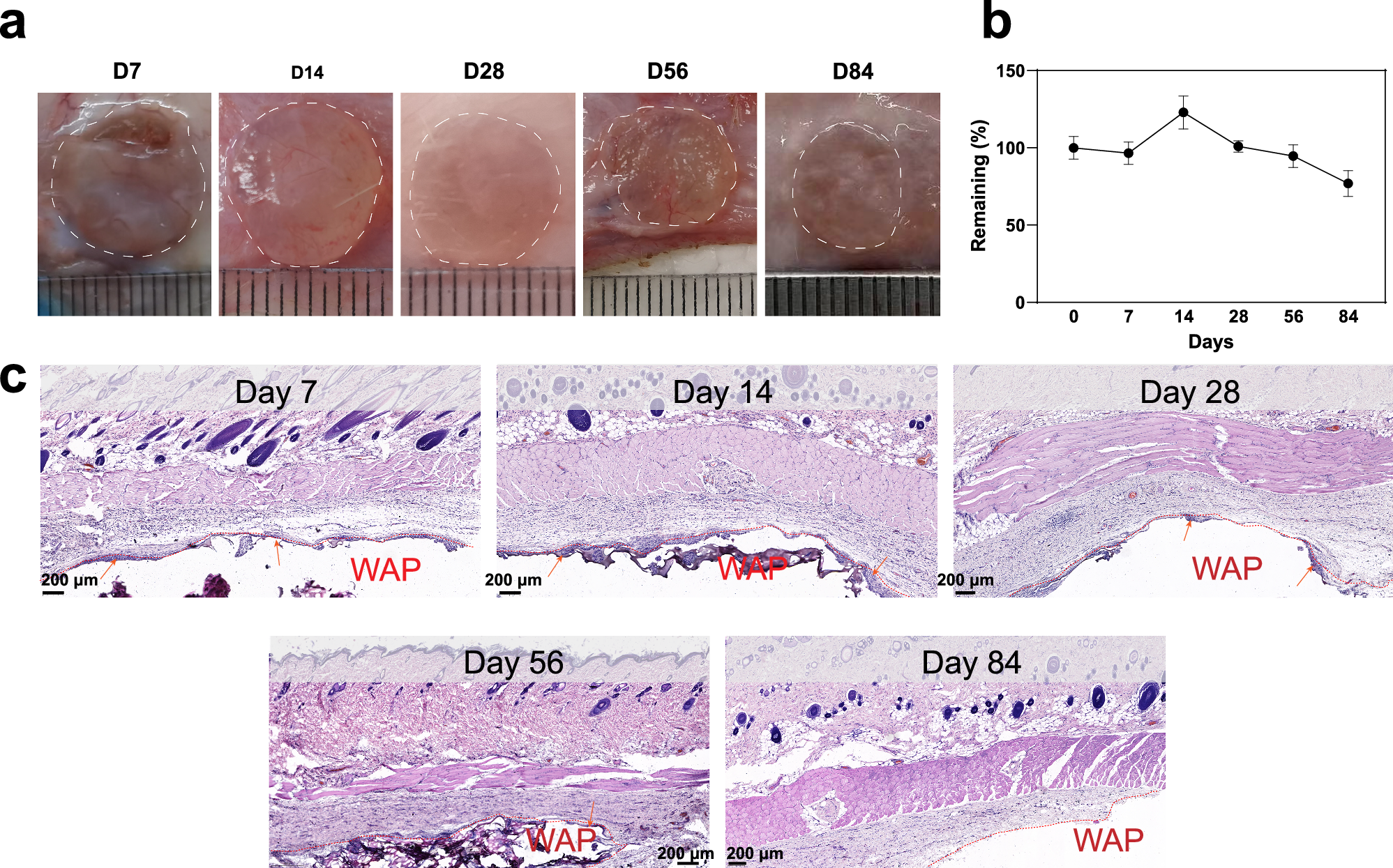 Fig. 3: WAP could degrade subcutaneously and exhibit good biocompatibility.