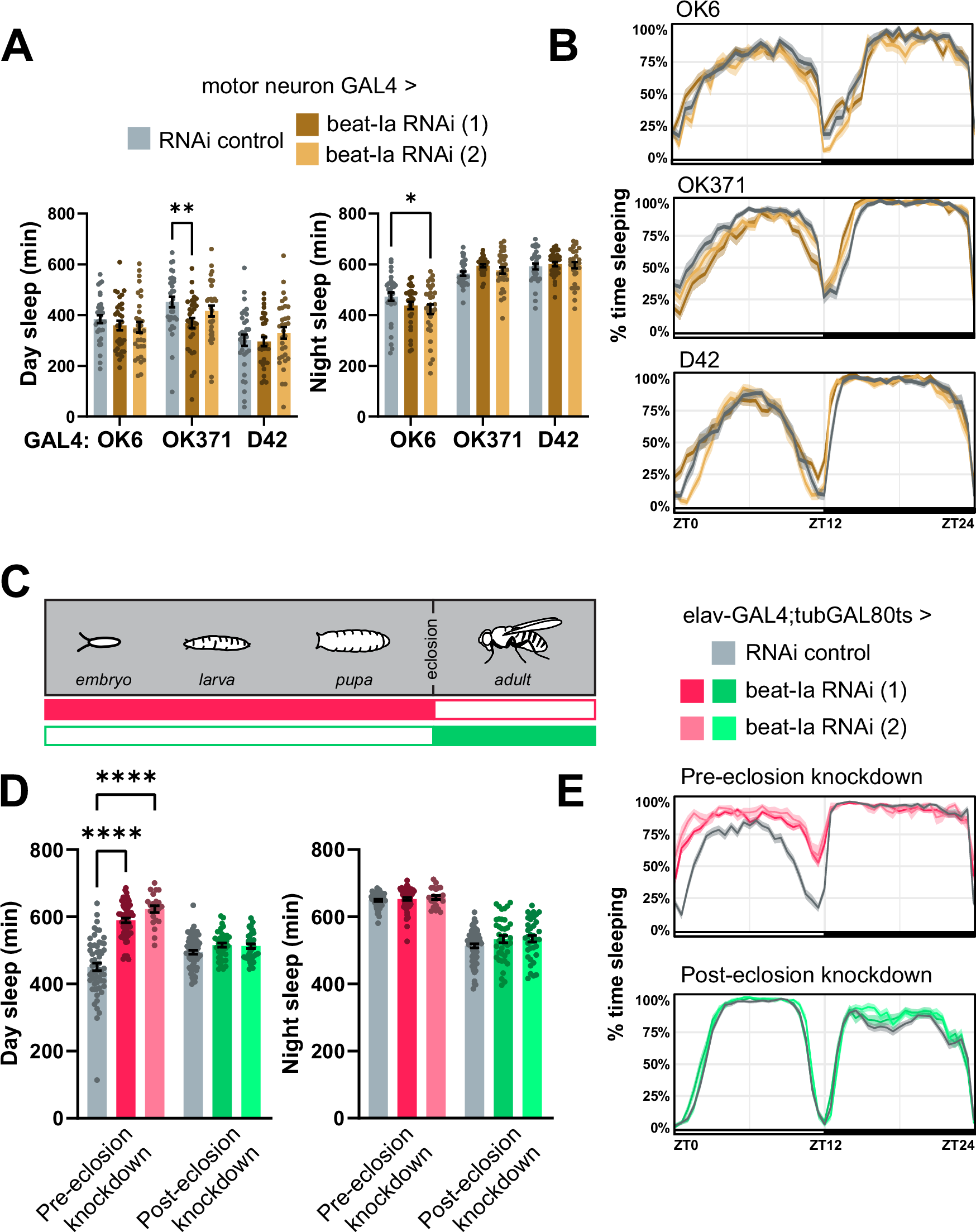 Fig. 5: beat-Ia acts in development to regulate adult sleep.