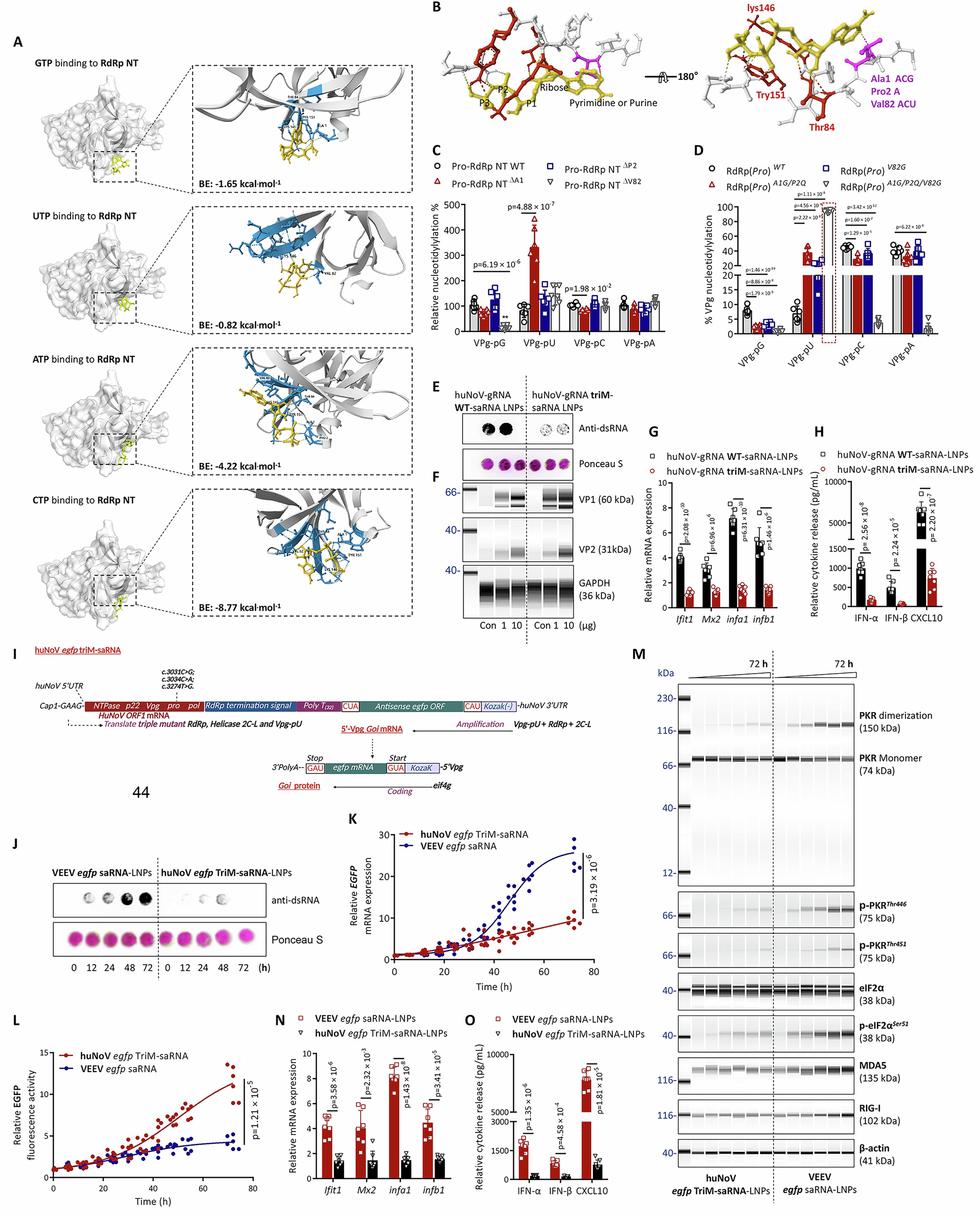 Fig. 3: Construction of low-immunogenicity triple-mutant huNoV saRNA.
