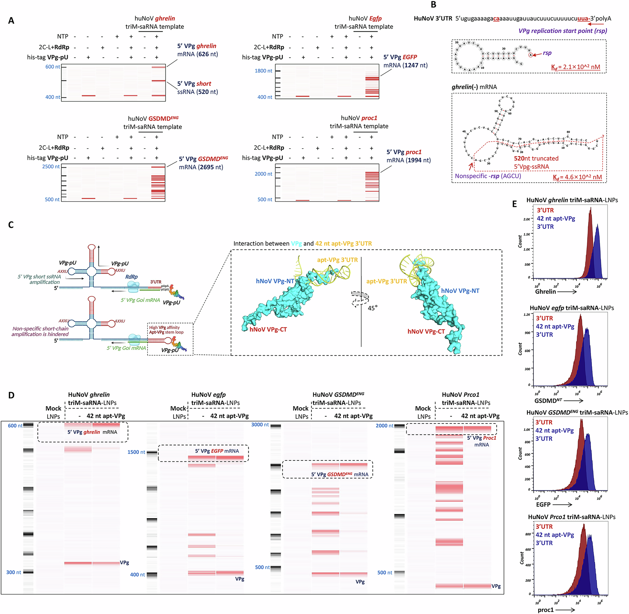 Fig. 4: The 42nt apt-VPg reduces nonspecific amplification of VPg saRNA.