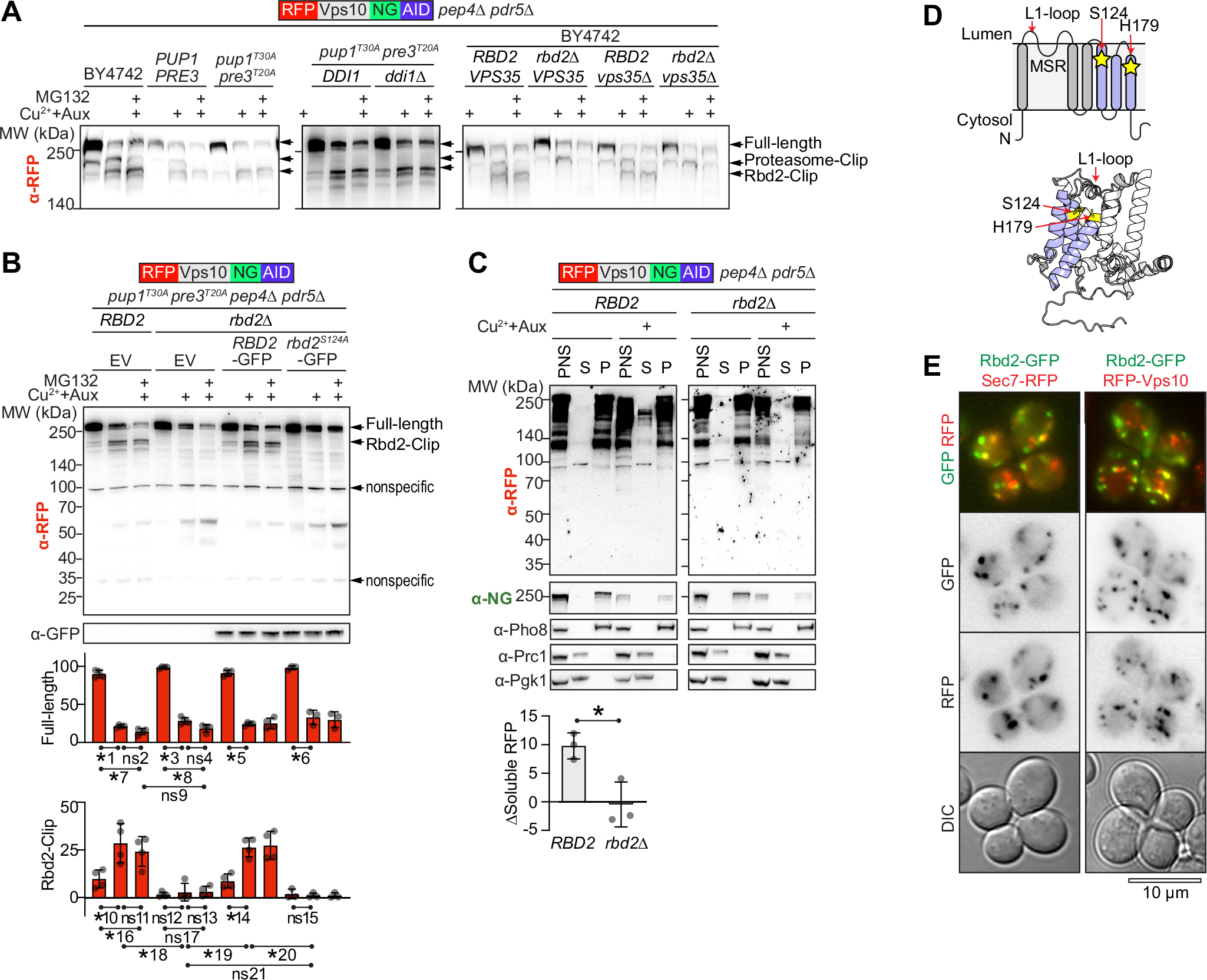 Fig. 4: K48-polyubiquitinated Vps10 is also cleaved by Rbd2.