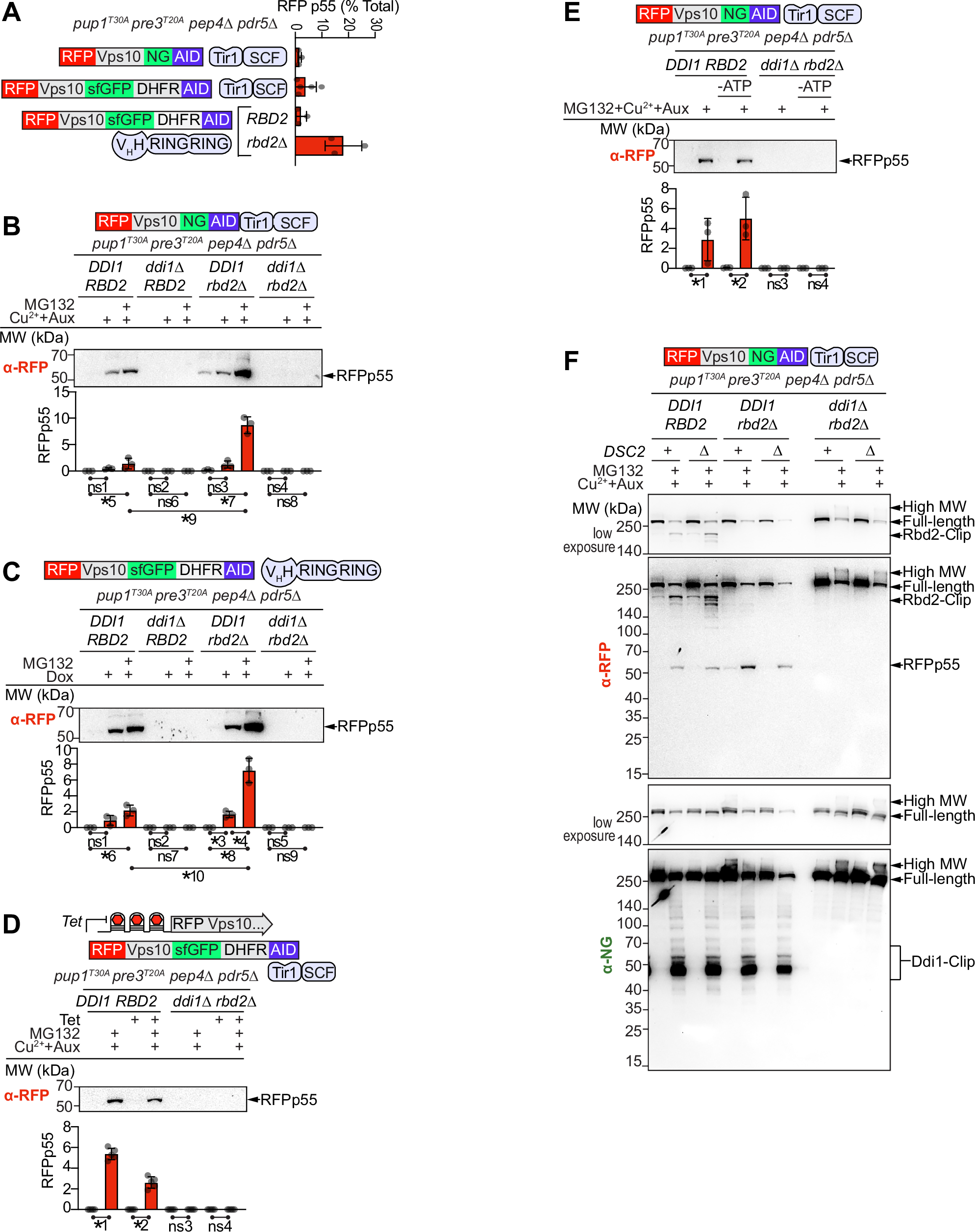 Fig. 7: Alternative processing of the RFP-Vps10-NG-AID lumenal domain.