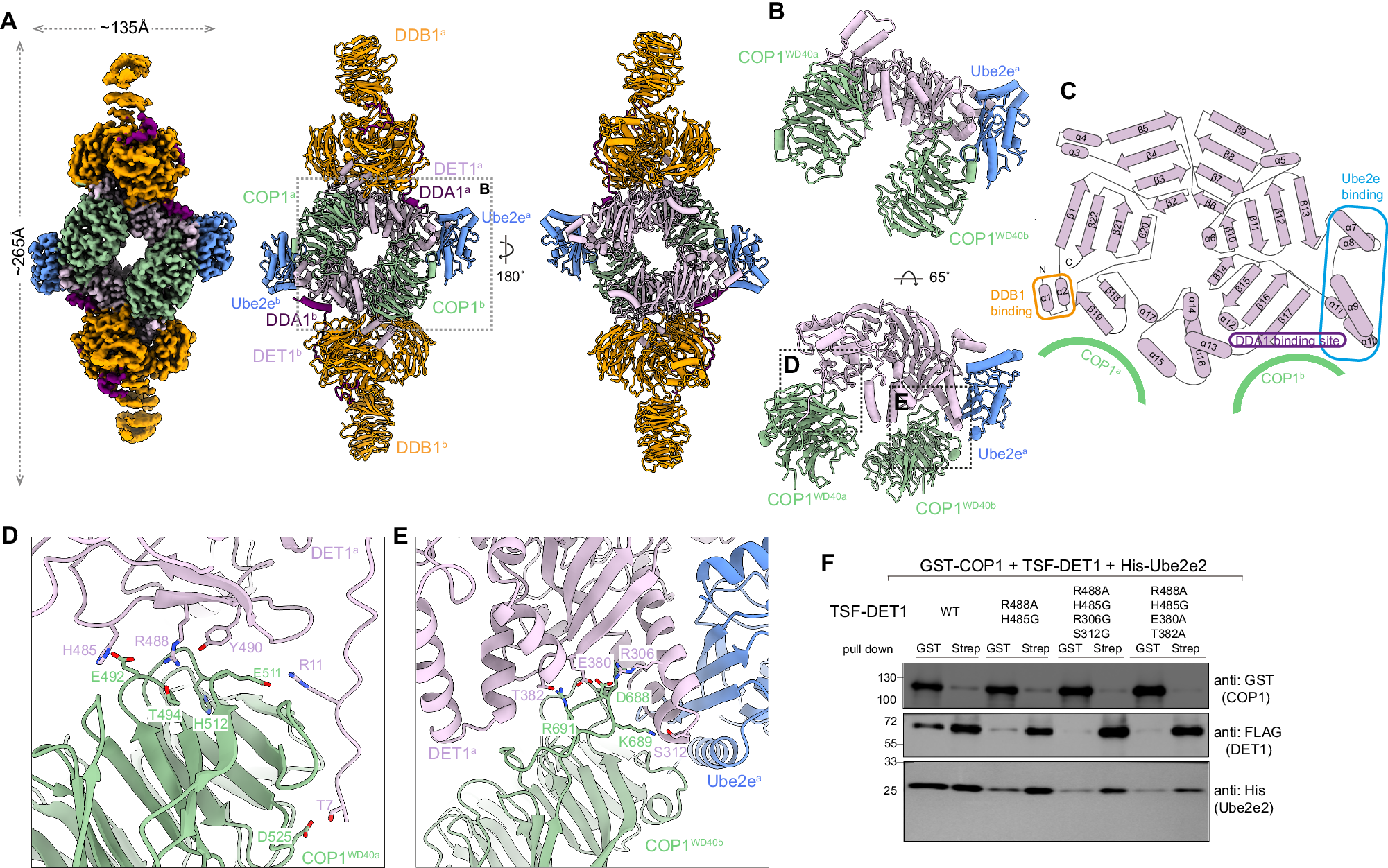 Fig. 2: Architecture of the dimeric human DDB1-DDA1-DET1-E2-COP1 complex.