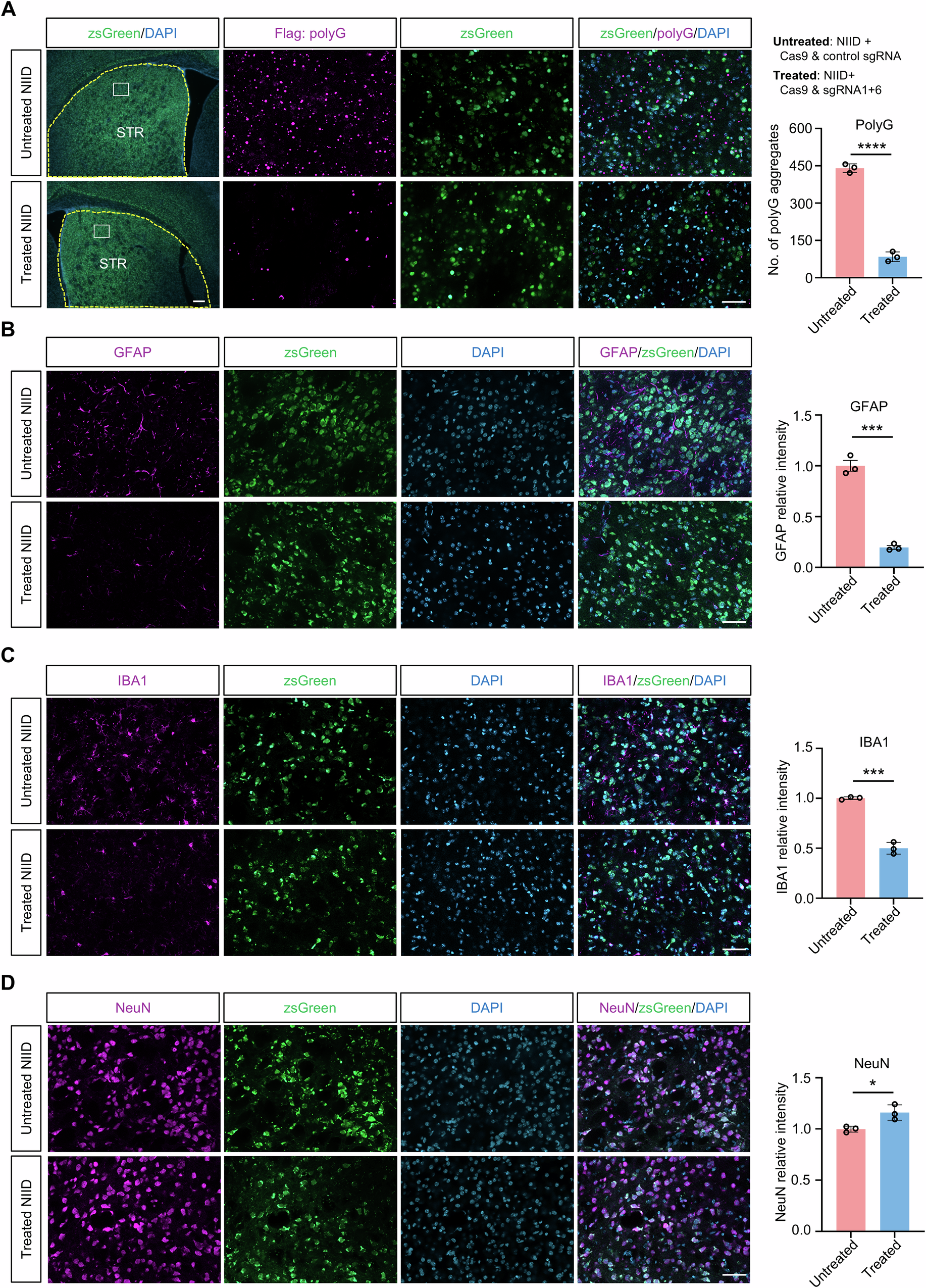 Fig. 4: Localized gene-editing of expanded GGC repeats reduced polyG level and rescued neuropathology in transgenic NIID mouse model.