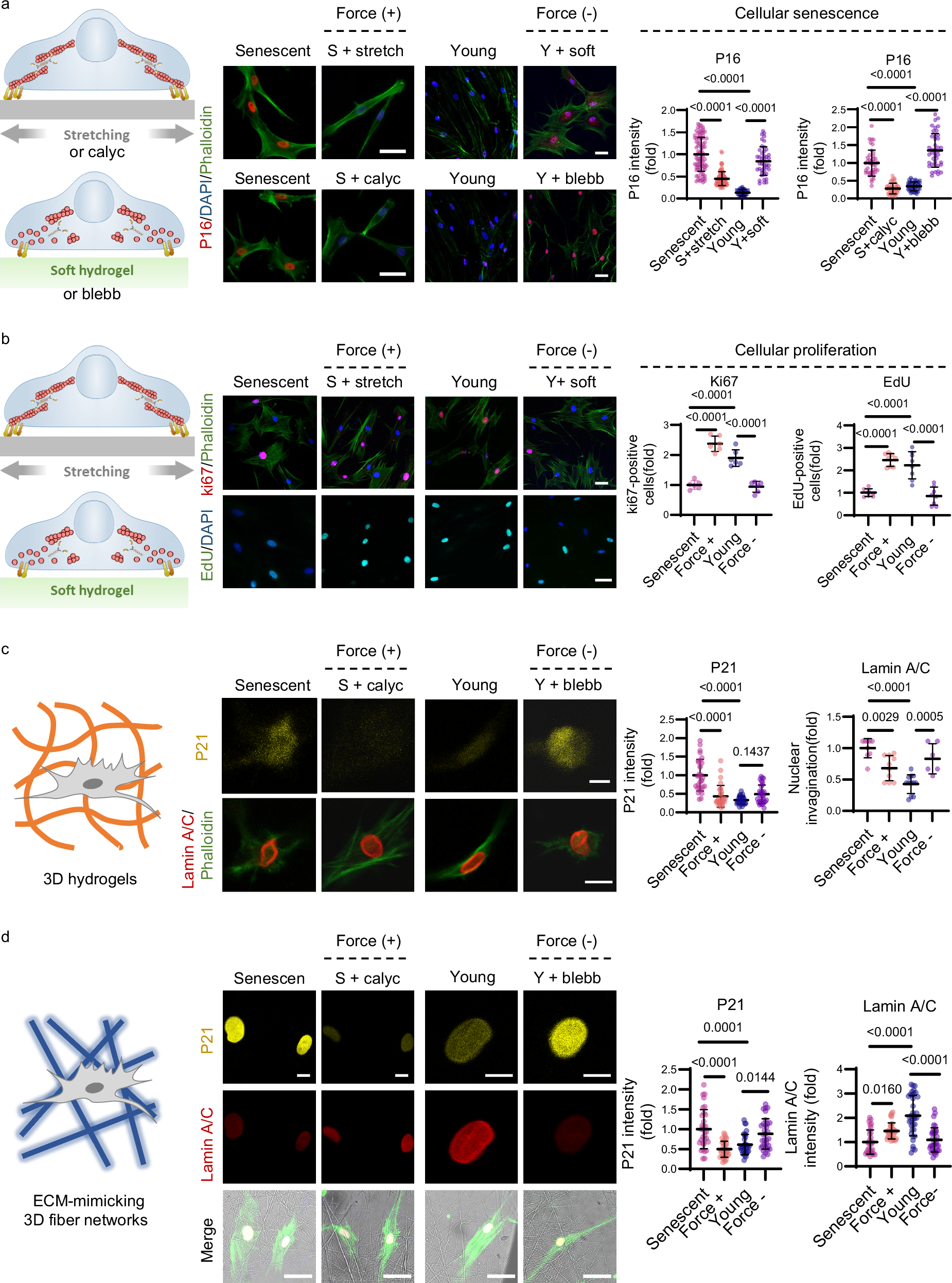 Fig. 2: Cellular mechanotransduction regulates cell senescence and cell proliferation.