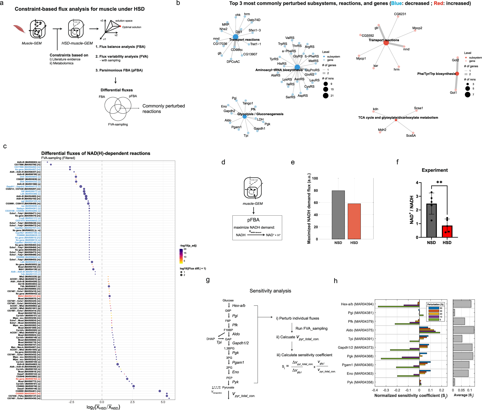 Fig. 3: Constraint-based flux analyses predict perturbations in NAD(H)-dependent reactions in muscle under high sugar diet.