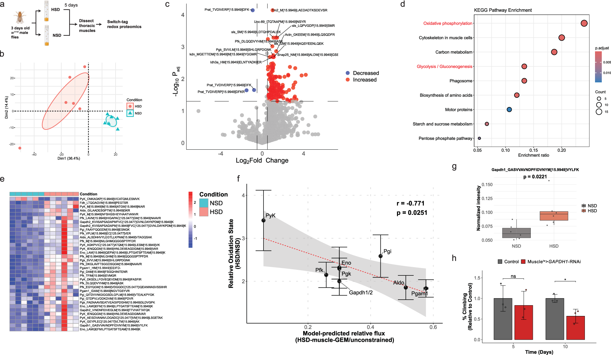 Fig. 5: Model-predicted decreases in glycolytic flux correlate with increased redox modification of glycolytic enzymes.