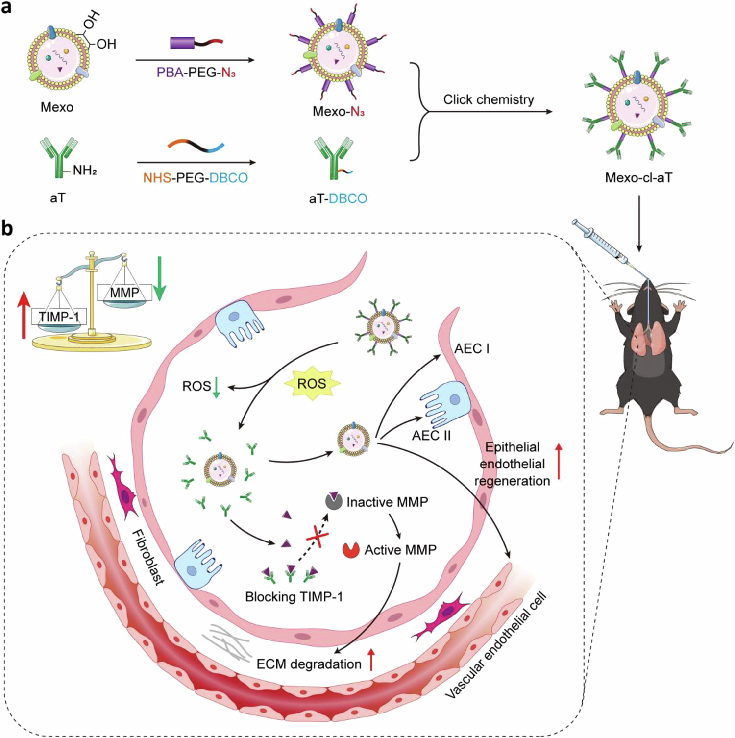 Fig. 1: Schematic illustration of the preparation and therapeutic mechanism of Mexo-cl-aT.