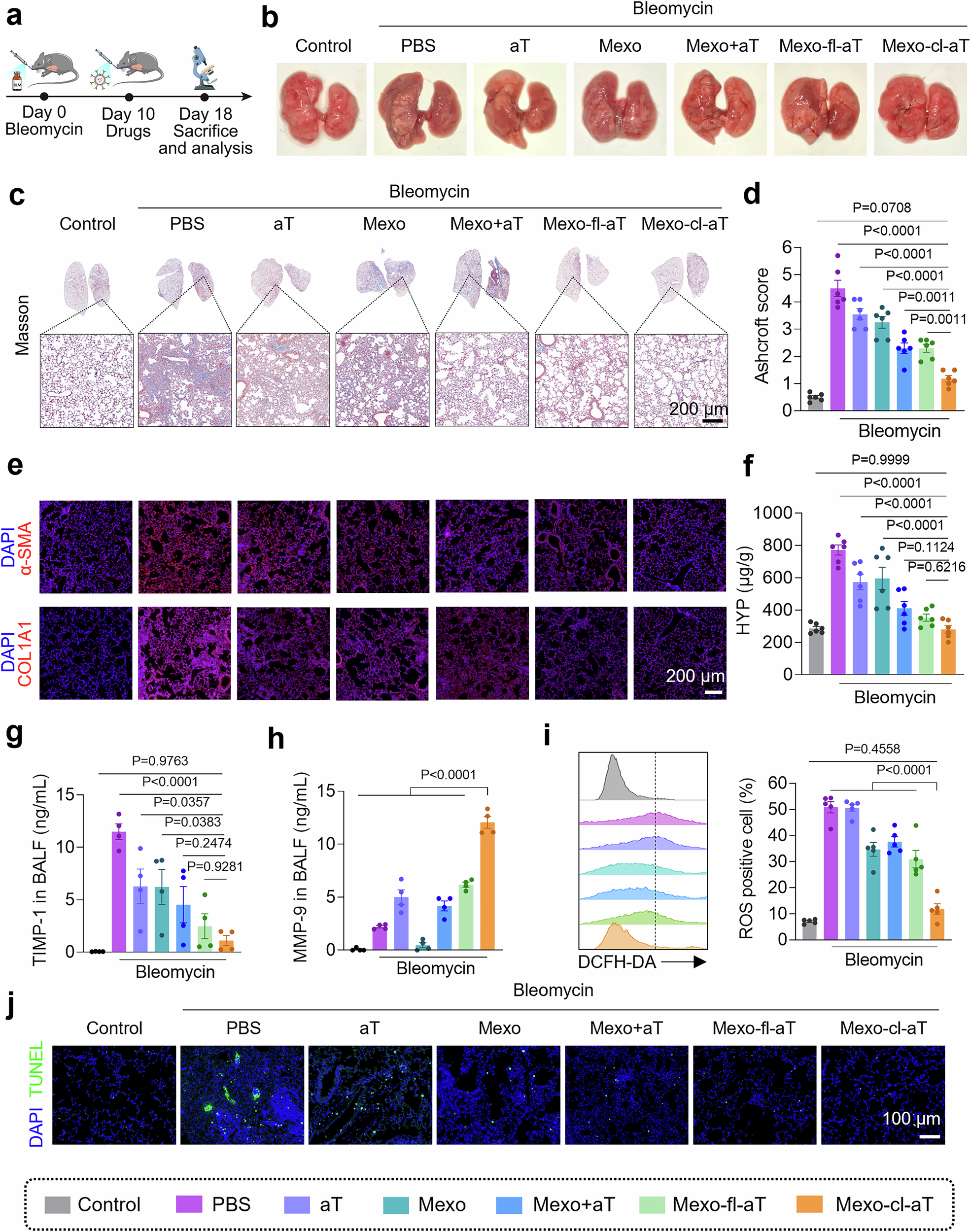 Fig. 7: Anti-fibrotic effects of Mexo-cl-aT in vivo.