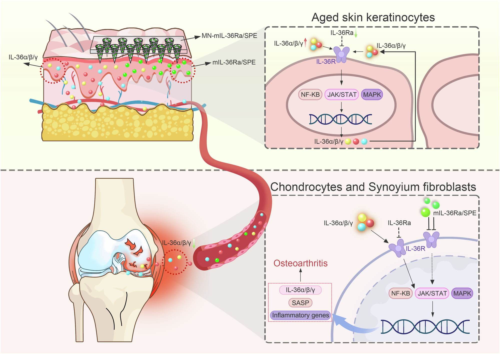 Fig. 8: Schematic overview of main findings demonstrating that targeting enhanced IL-36R signaling in aged skin keratinocytes alleviates traumatic OA progression in mice.