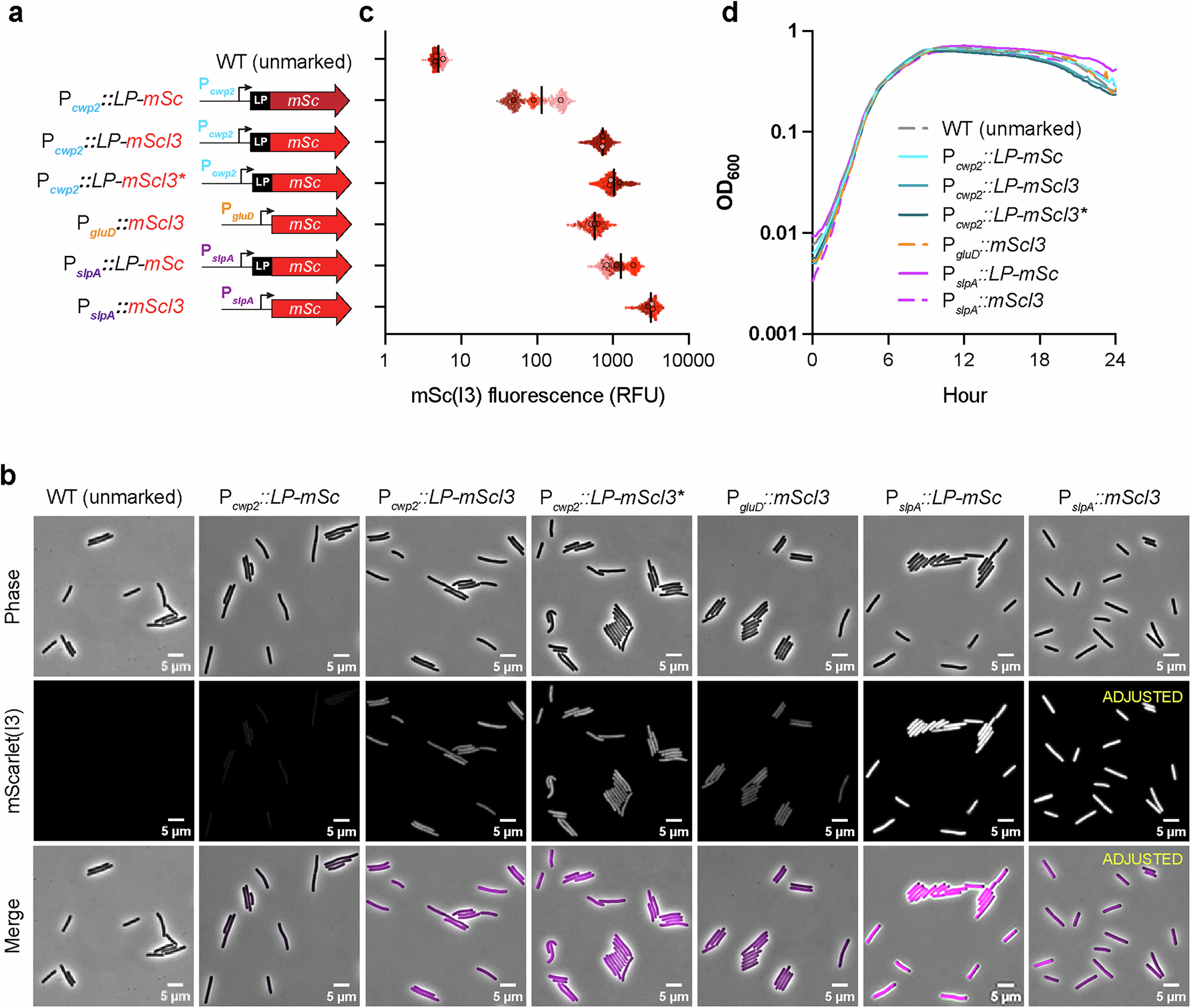 Fig. 2: Optimization of constitutive mScarlet(I3) reporters.