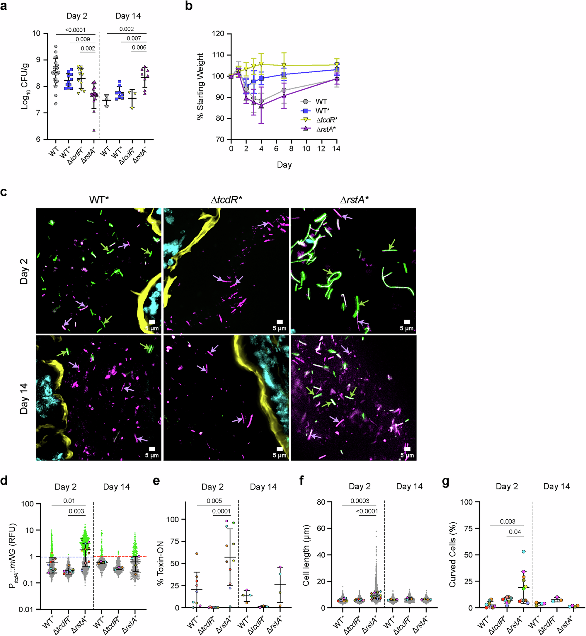 Fig. 6: In situ analyses of phenotypic heterogeneity in toxin gene expression during murine infection reveal that a toxin gene-overexpressing mutant forms filaments during the acute phase of infection.