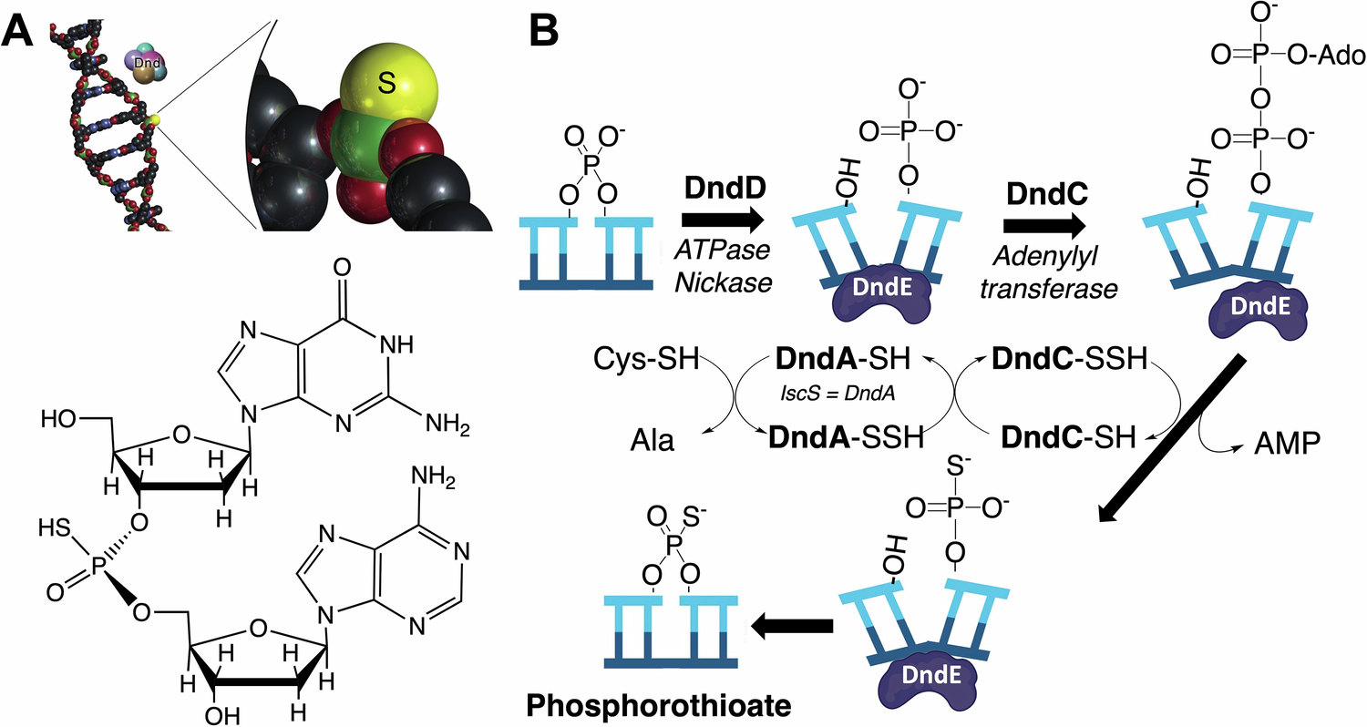 Fig. 1: Microbial phosphorothioate (PT) DNA modifications.