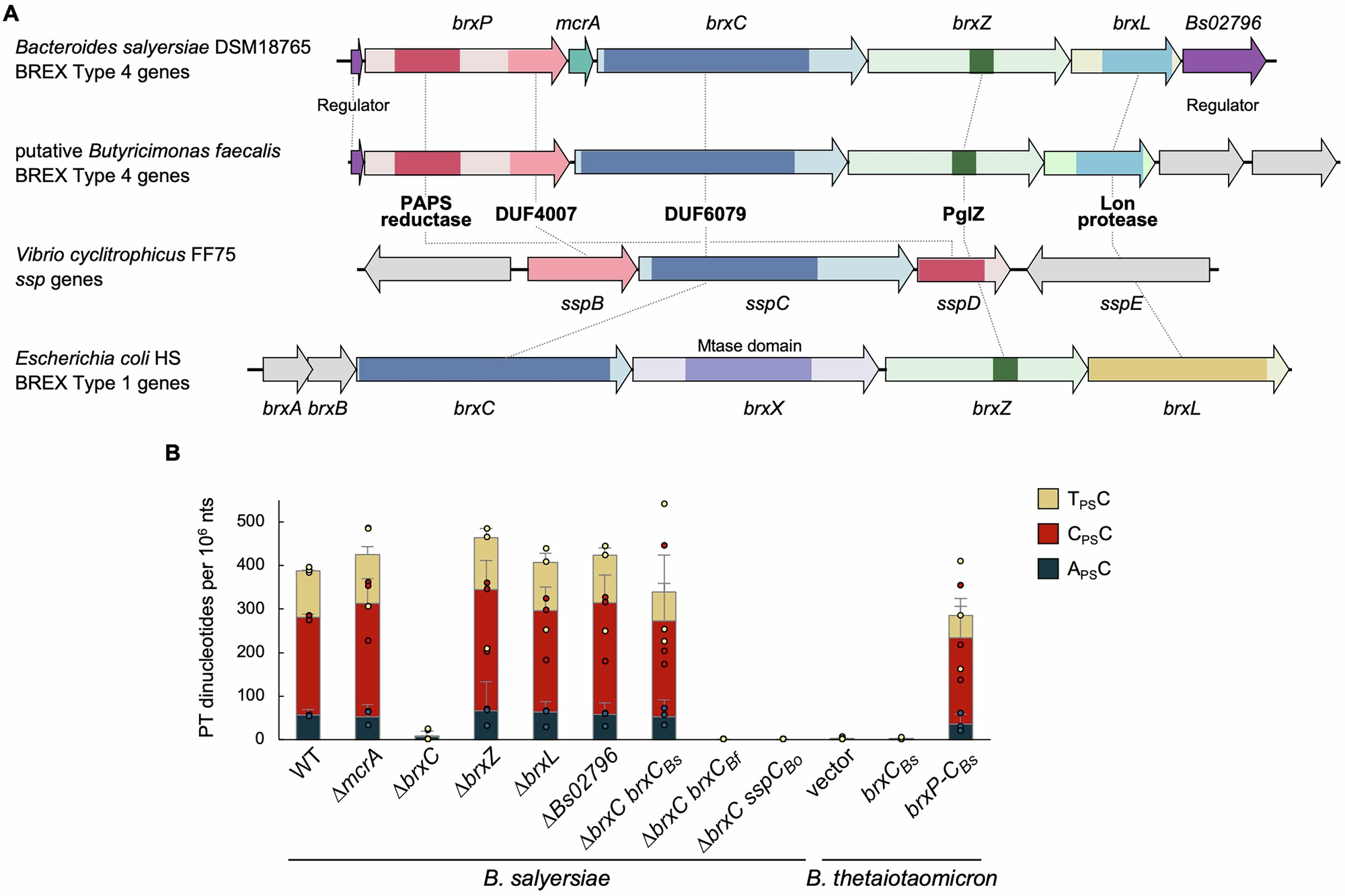 Fig. 3: Homology analysis of BREX type 4 systems and evidence of PT synthesis.