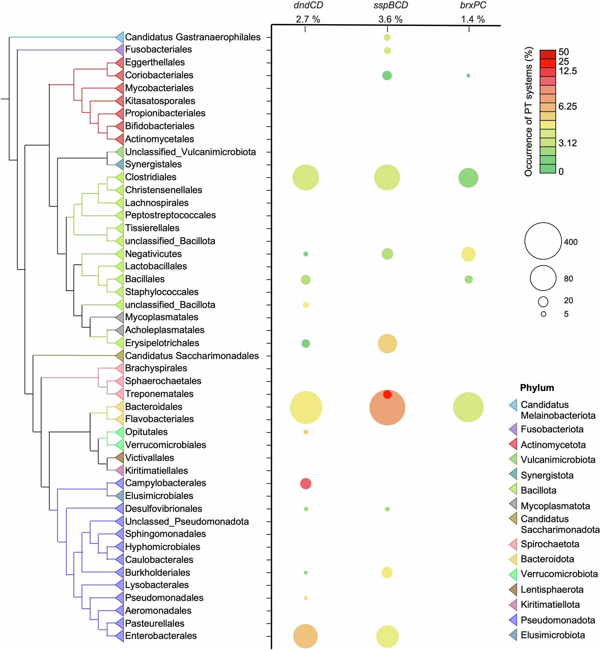 Fig. 4: Phylogenetic distribution of dndCD, sspBCD, and brxPC genes in human gut microbiome genomes.