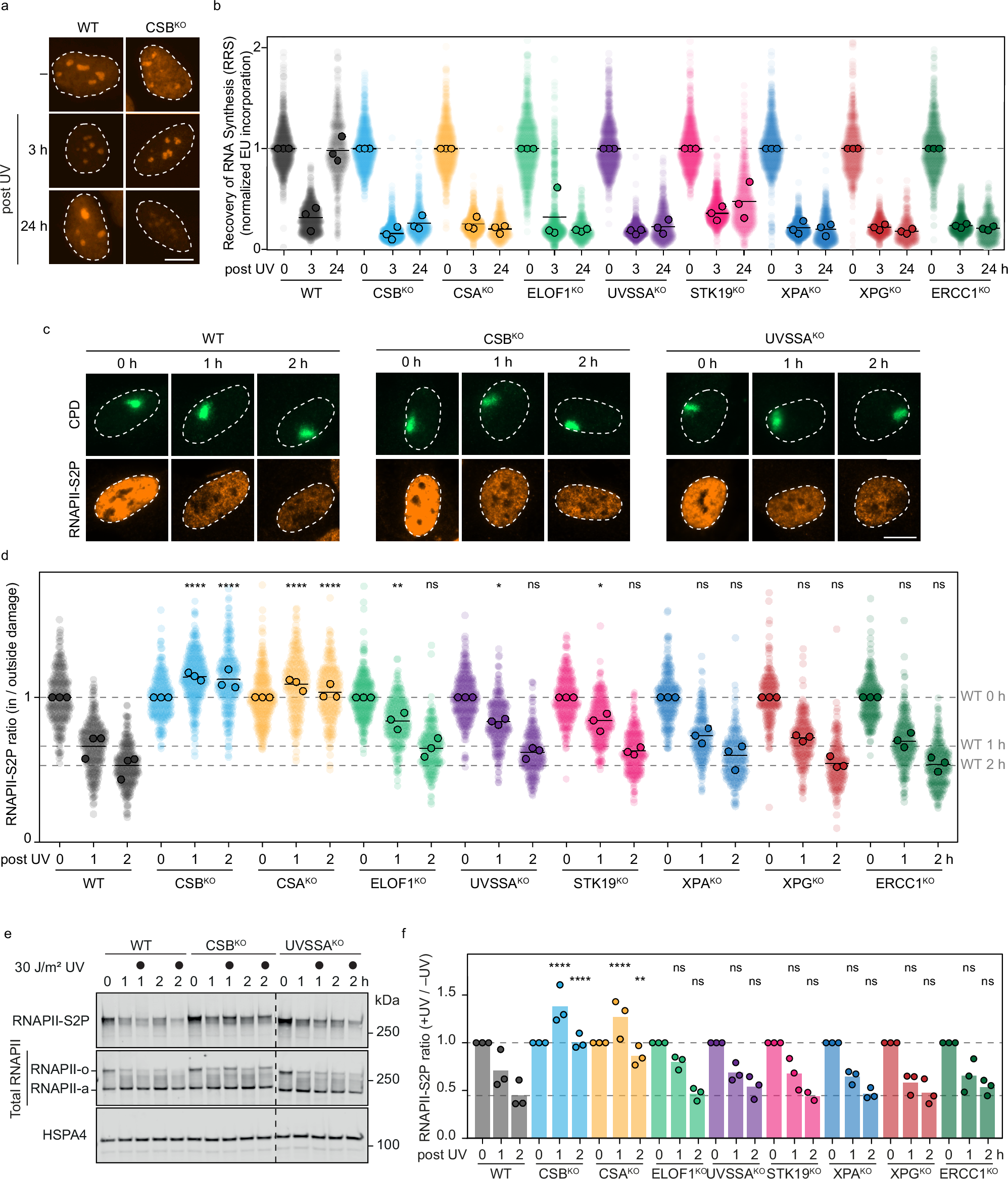 Fig. 2: TCR activity, RNAPII clearance and RNAPII degradation in an isogenic collection of TCR knockout cells.