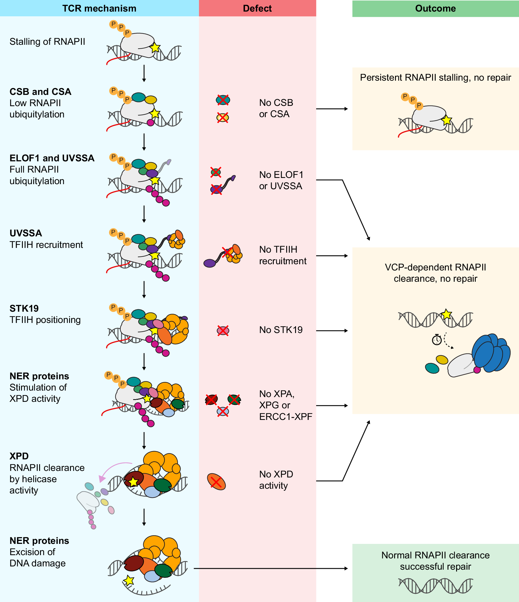 Fig. 7: Overview of the TCR mechanism, possible defects, and resulting outcomes.