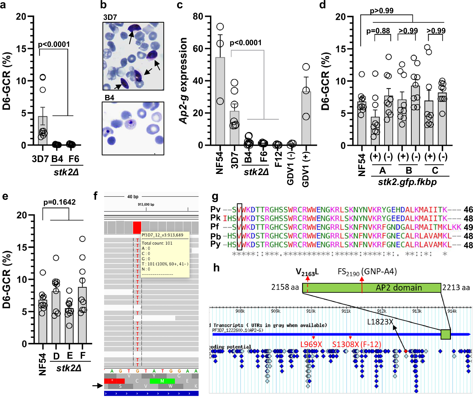 Fig. 1: Role of Serine/Threonine protein kinase (Pfstk2) in gametocytogenesis.