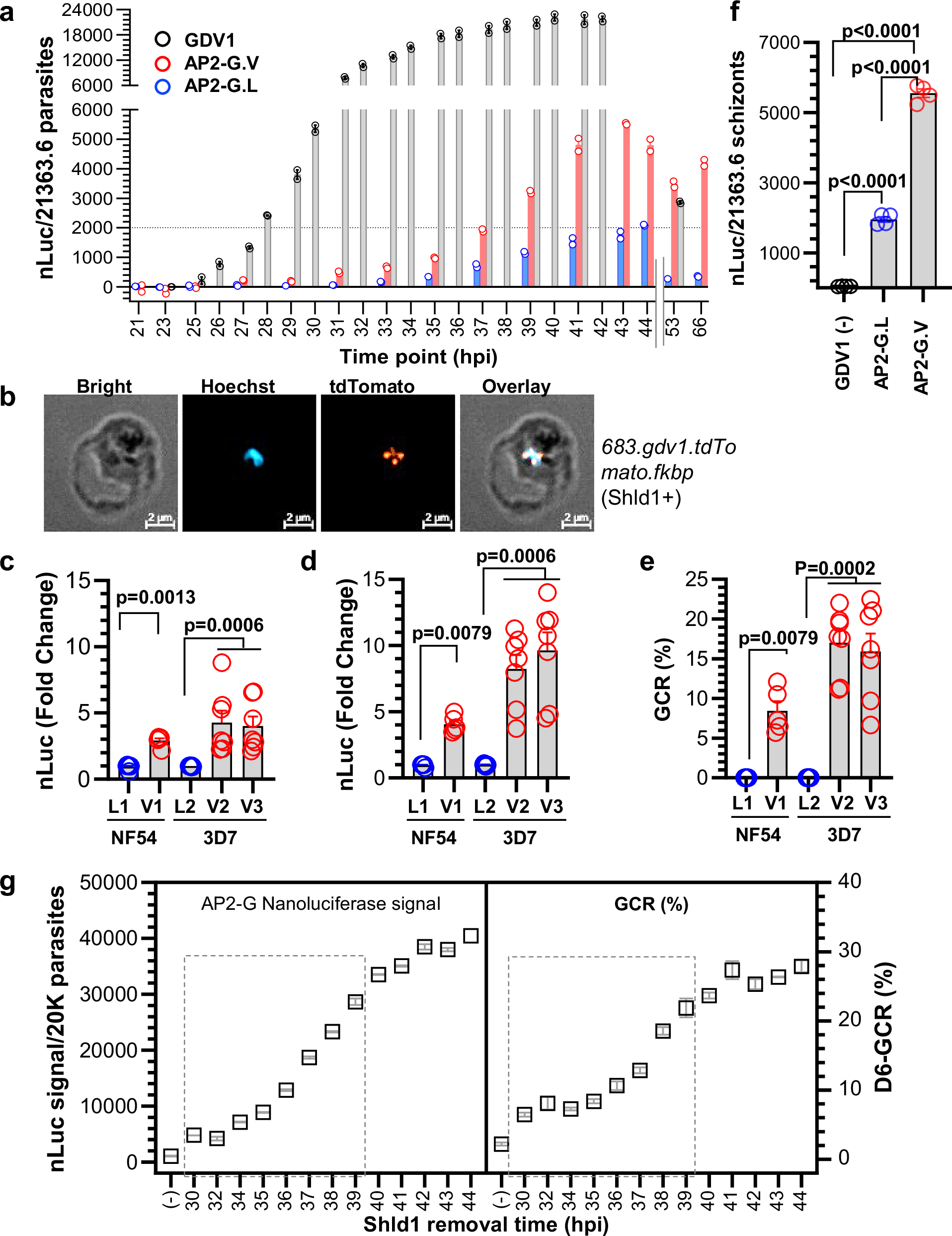 Fig. 5: Gdv1 and ap2-g reporter lines demonstrate that GDV1 is required for the initiation of ap2-g expression.