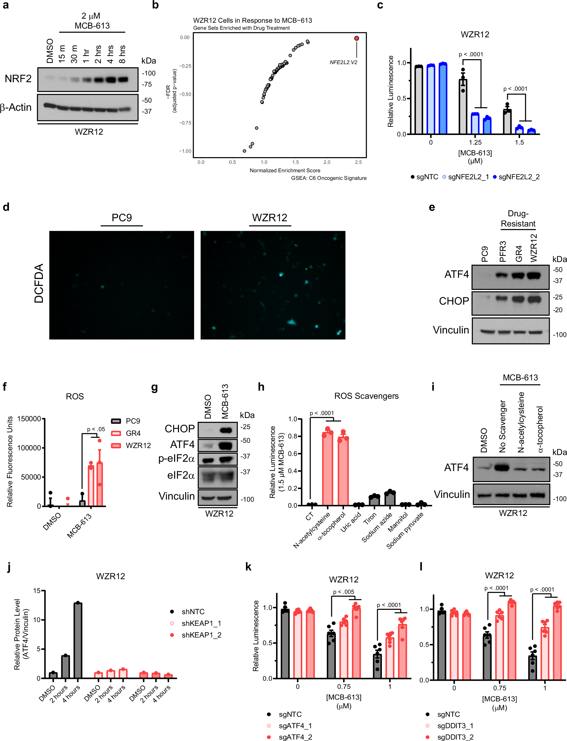 Fig. 5: MCB-613 targets EGFR-mutant NSCLC cells through a NRF2-independent, ROS- and ATF4-dependent mechanism.