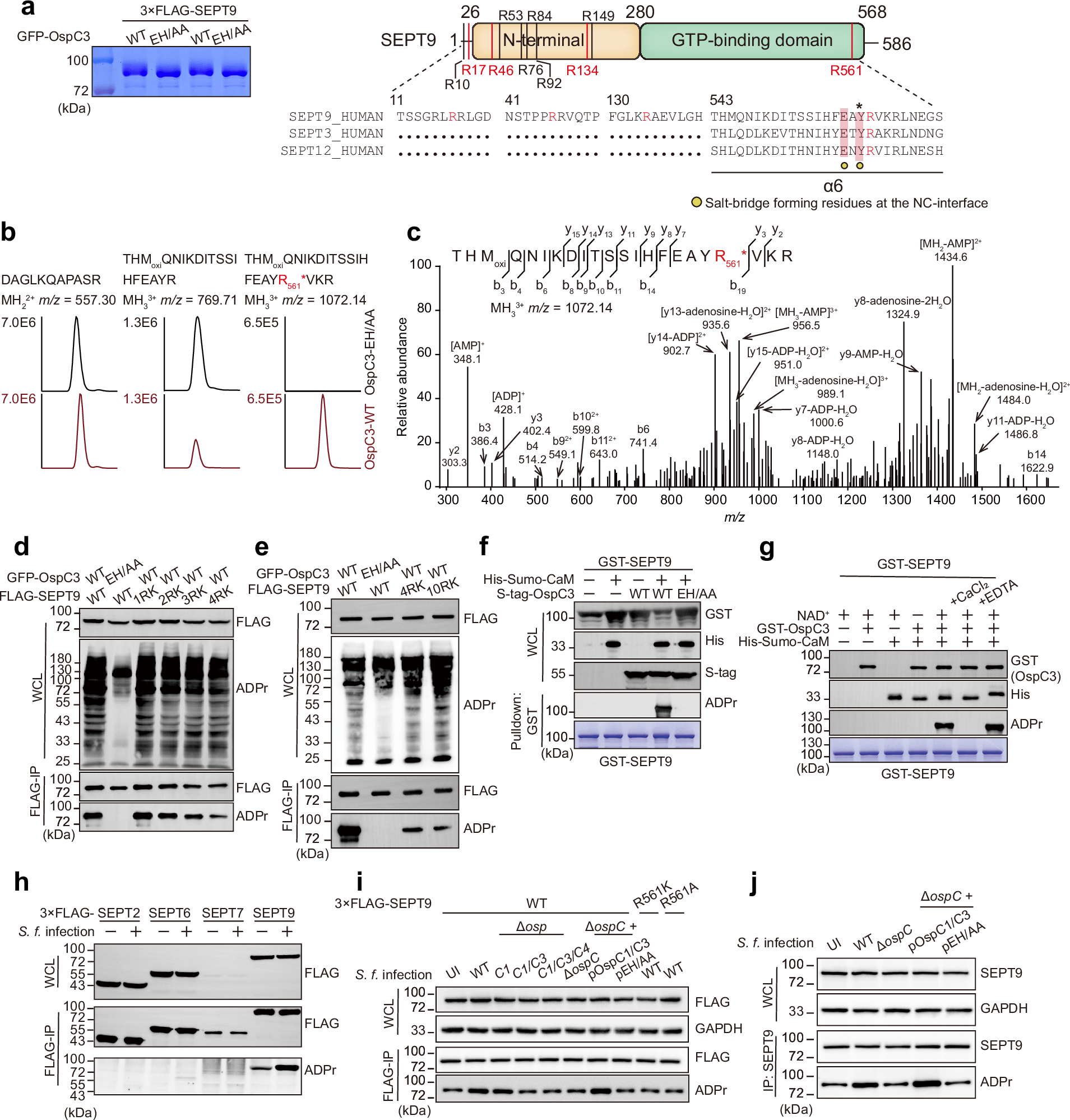 Fig. 2: OspC3 induces ADP-riboxanation of SEPT9 on multiple arginine residues.