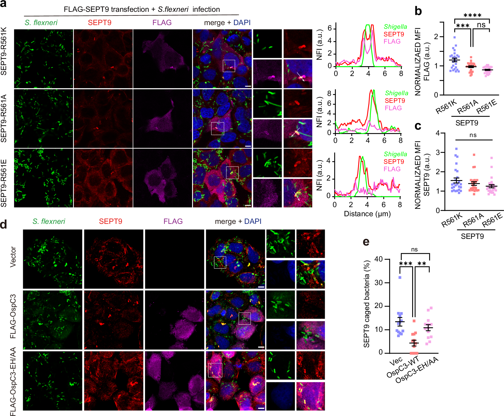 Fig. 5: OspC-mediated ADP-riboxanation obstructs septin cage assembly.