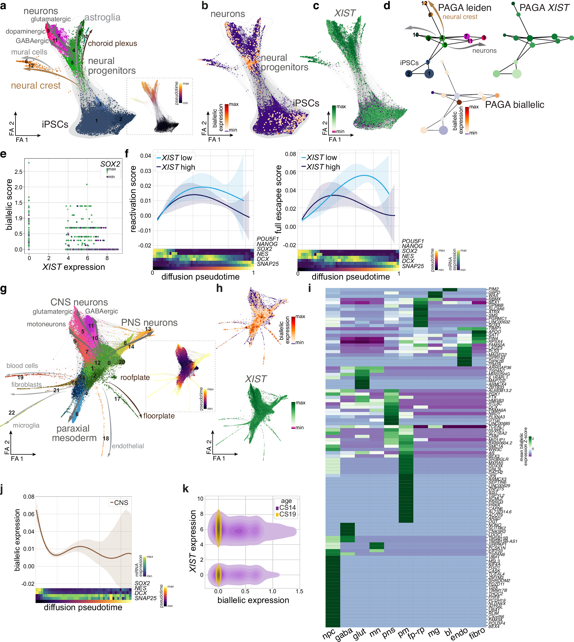 Fig. 4: Dynamic allele usage of X-linked genes in human developing tissue.