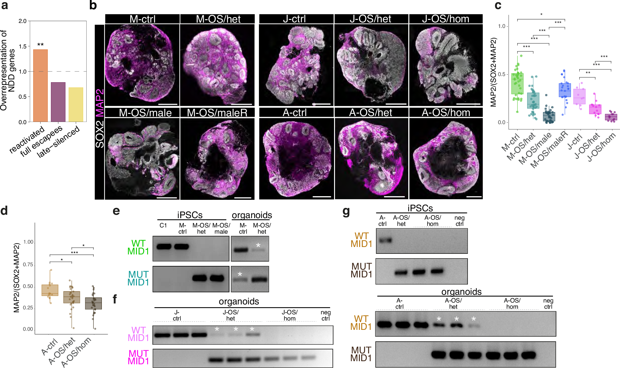 Fig. 5: X-reactivation impacts on phenotype dimorphism of OS.