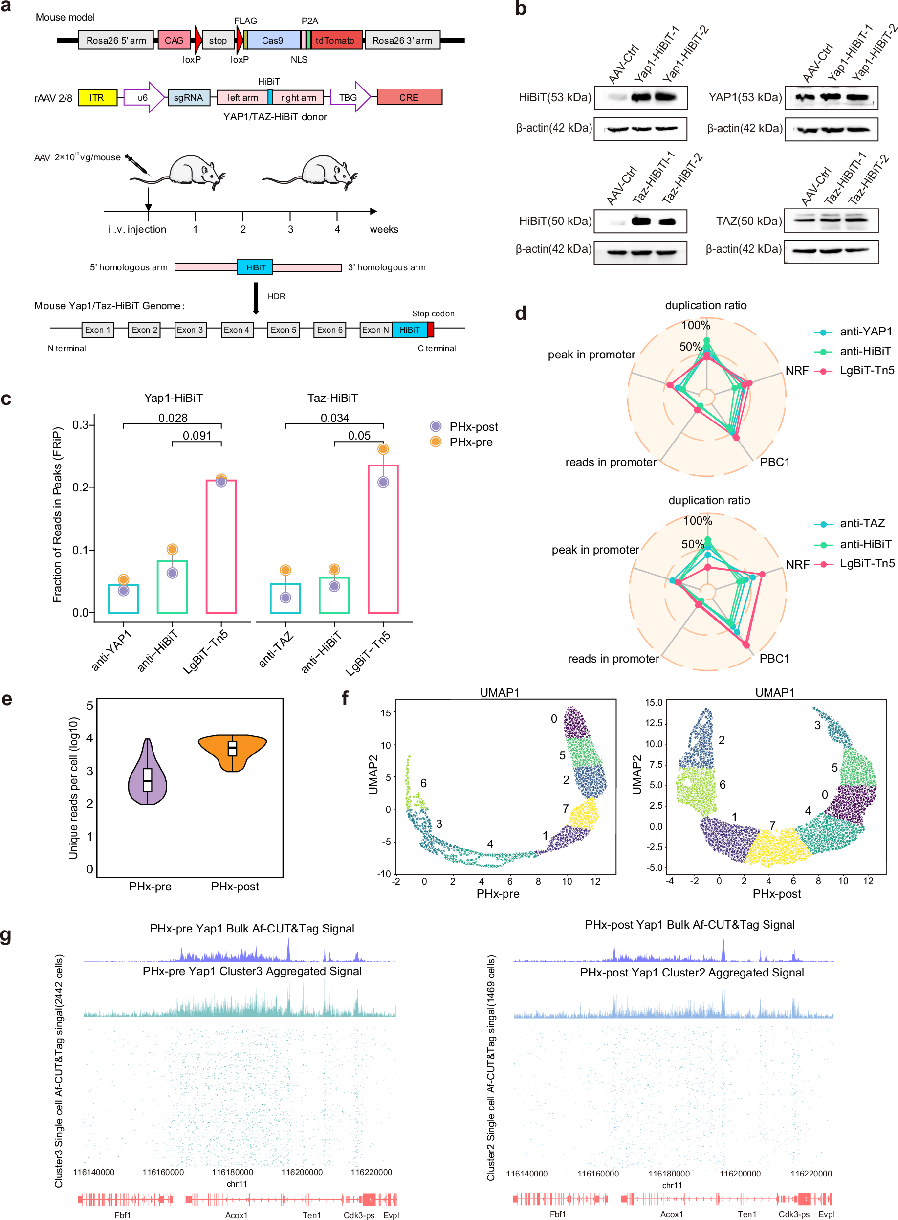 Fig. 4: Application of Af-CUT&Tag in liver partial hepatectomy model.