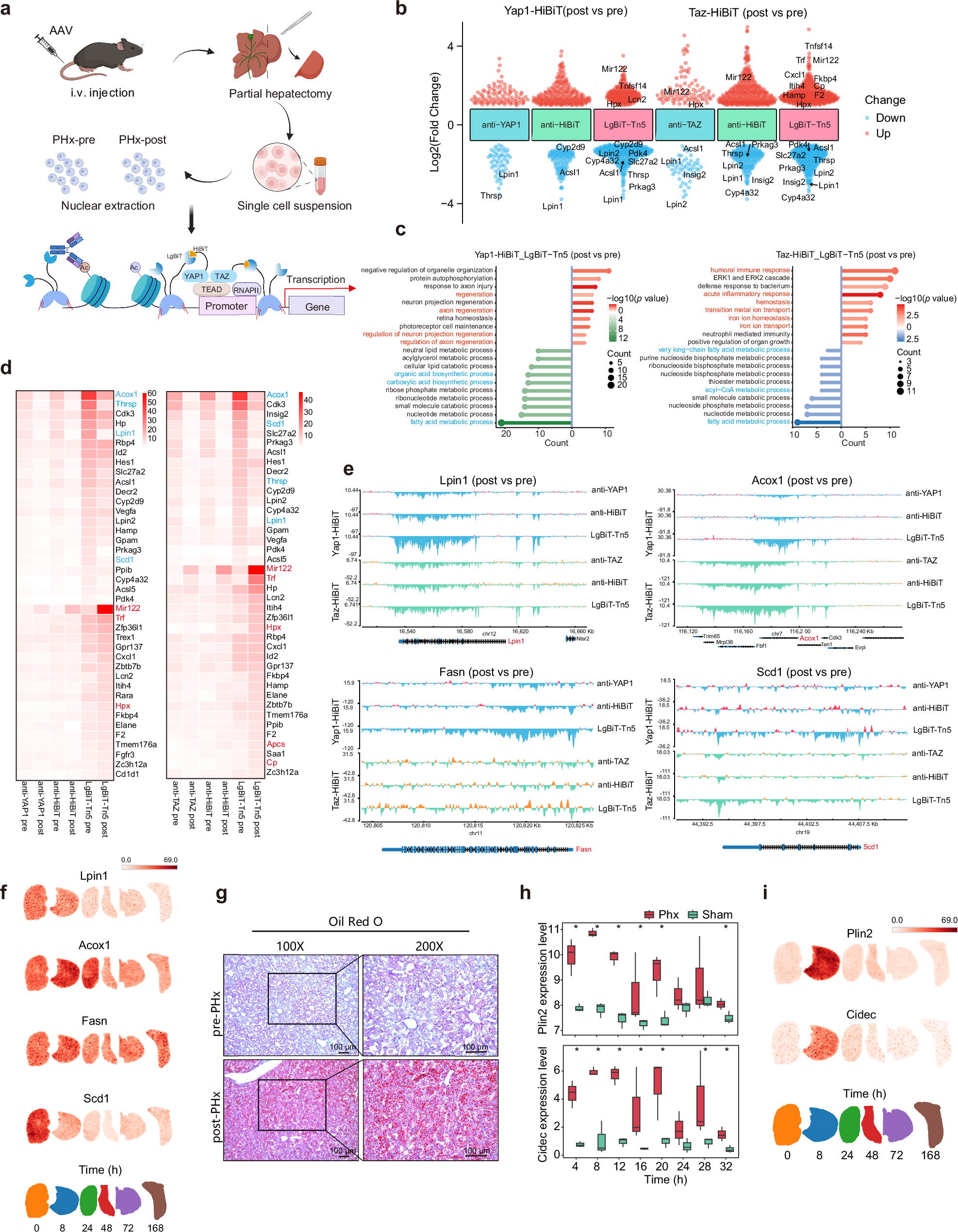 Fig. 5: Lipid metabolic changes mediated by YAP1/TAZ during early liver regeneration identified by Af-CUT&Tag.