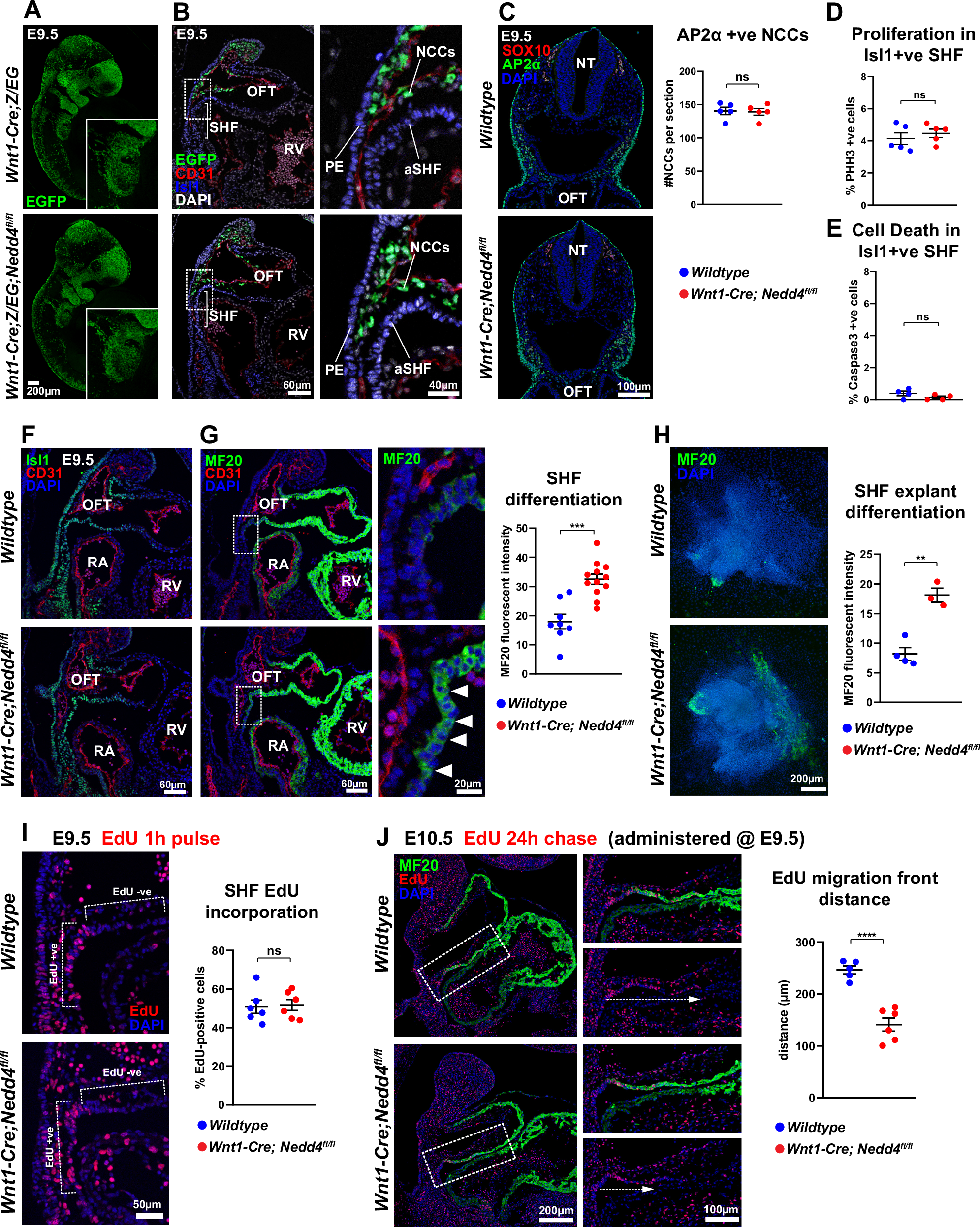 Fig. 3: Wnt1-Cre; Nedd4fl/fl embryos display precocious differentiation and defective deployment of anterior second heart field derivatives.
