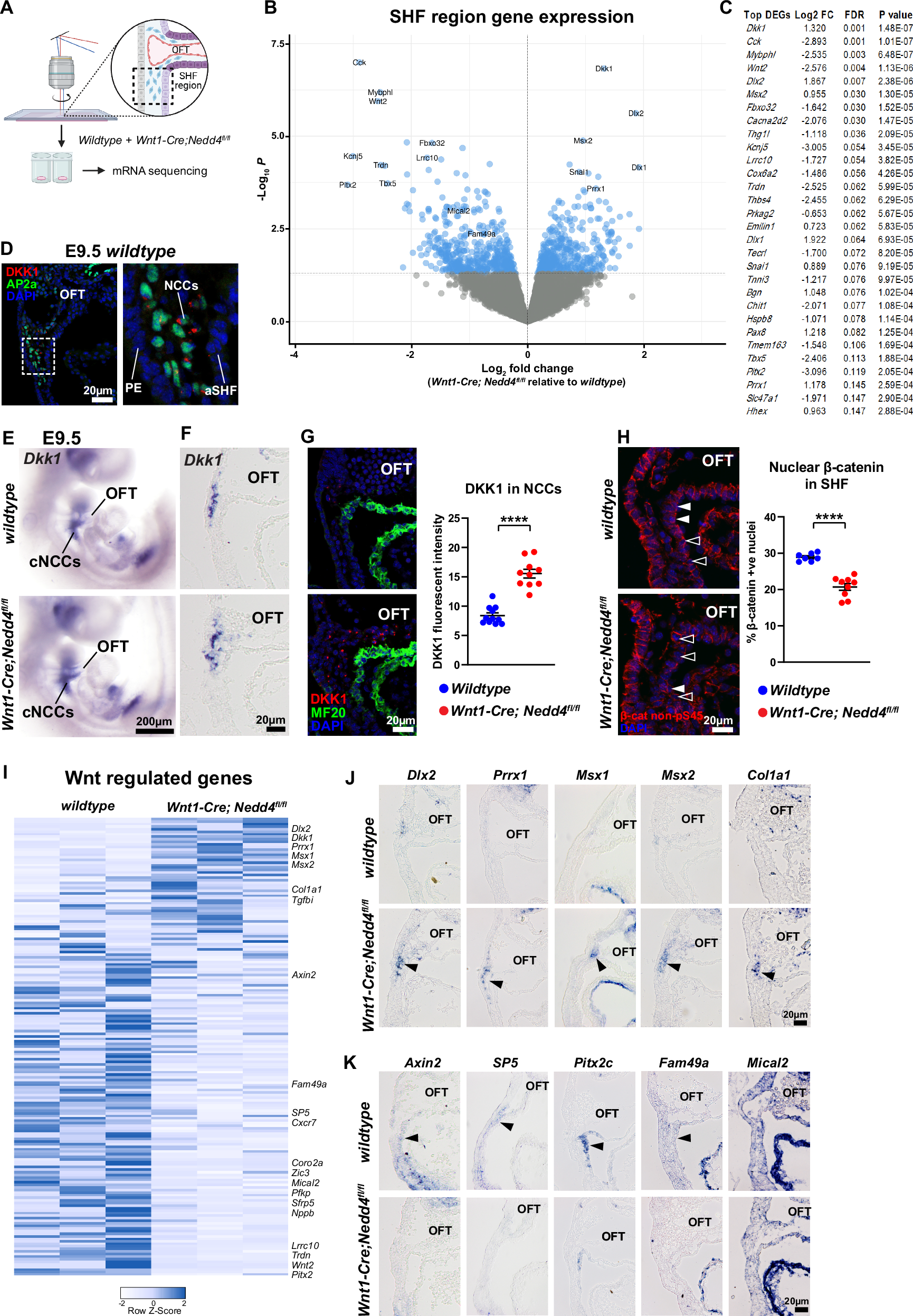 Fig. 4: Laser capture mRNA sequencing reveals disrupted Wnt signalling in Wnt1-Cre; Nedd4fl/fl embryos.
