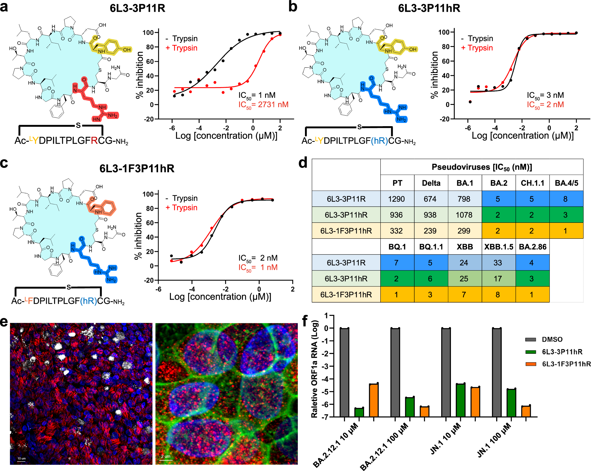 Fig. 4: The in vitro antiviral activities of 6L3-3P11hR and 6L3-1F3P11hR at both cellular and human nose organoid levels.