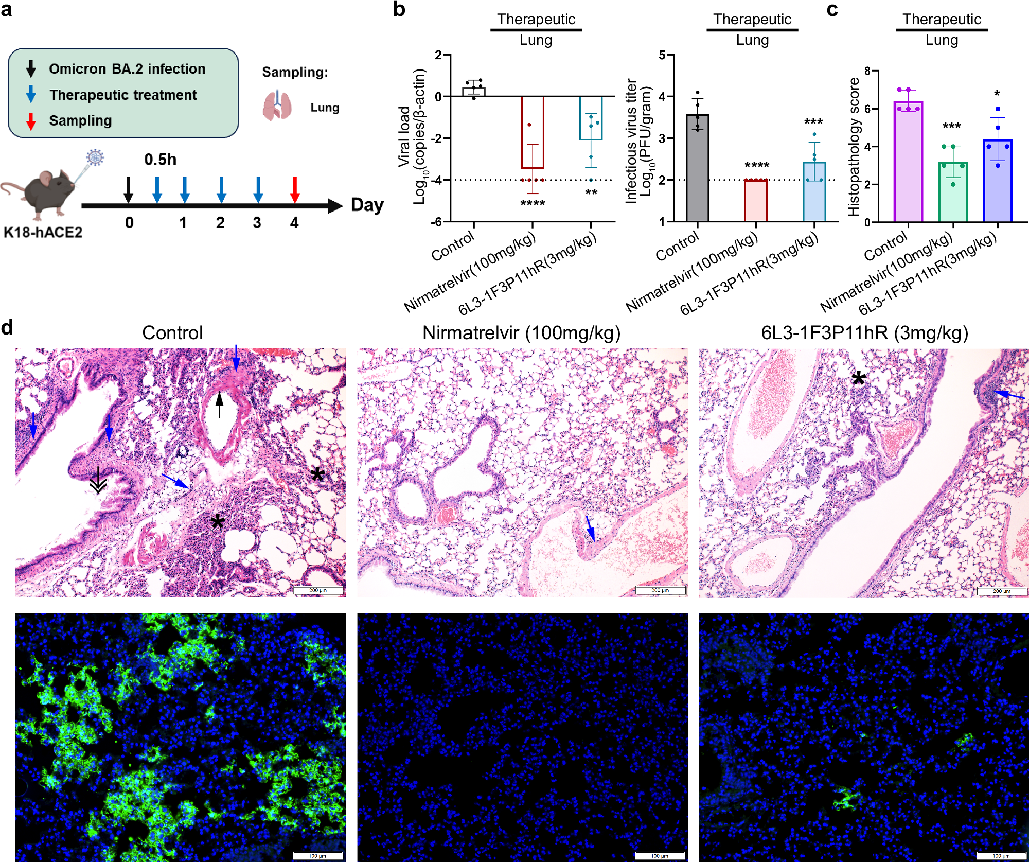 Fig. 5: Therapeutic efficacy of 6L3-1F3P11hR in SARS-CoV-2-infected K18-hACE2 transgenic mice.