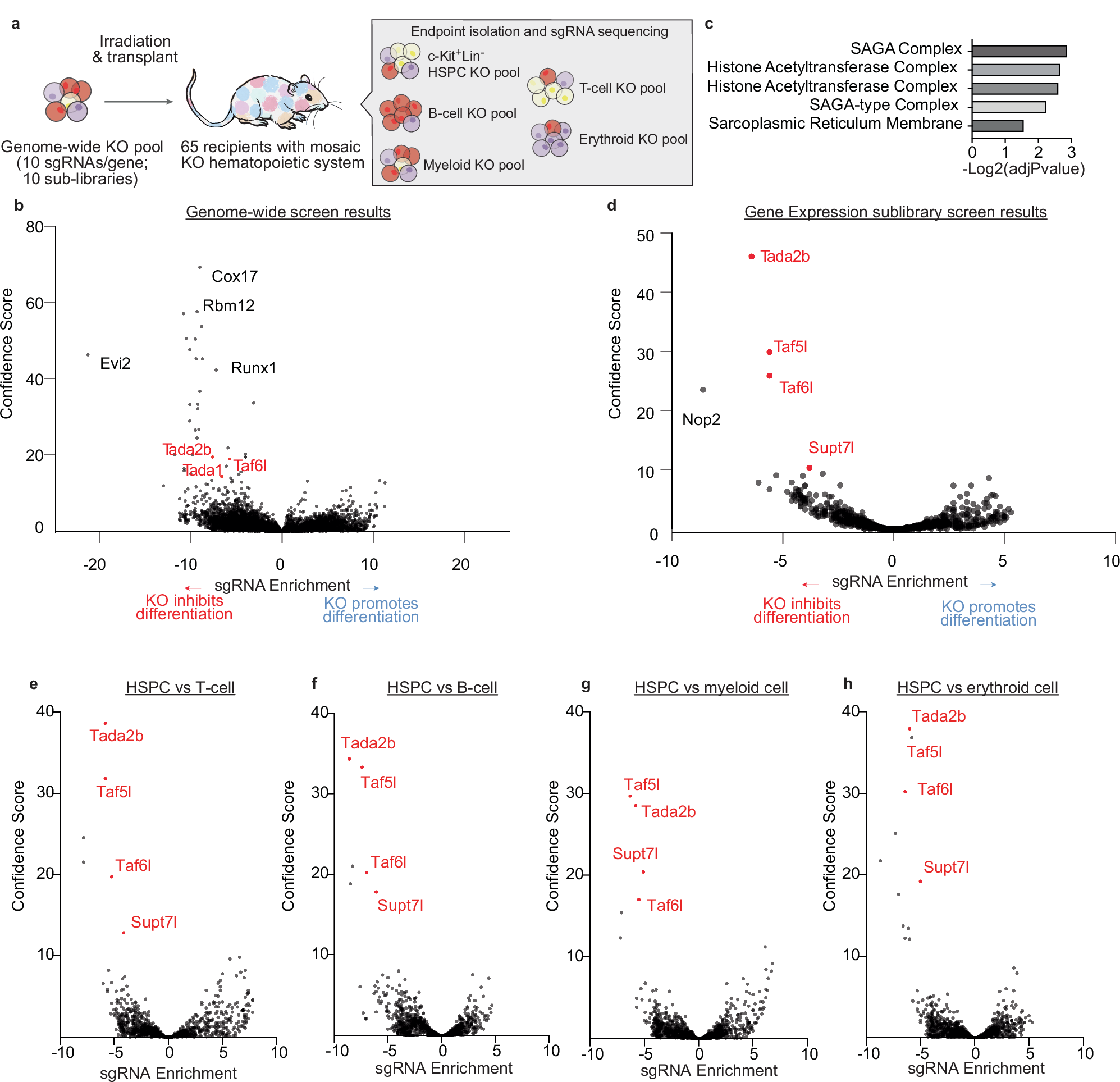 Fig. 1: In vivo HSPC CRISPR screen identifies SAGA complex members as putative regulators of hematopoiesis.