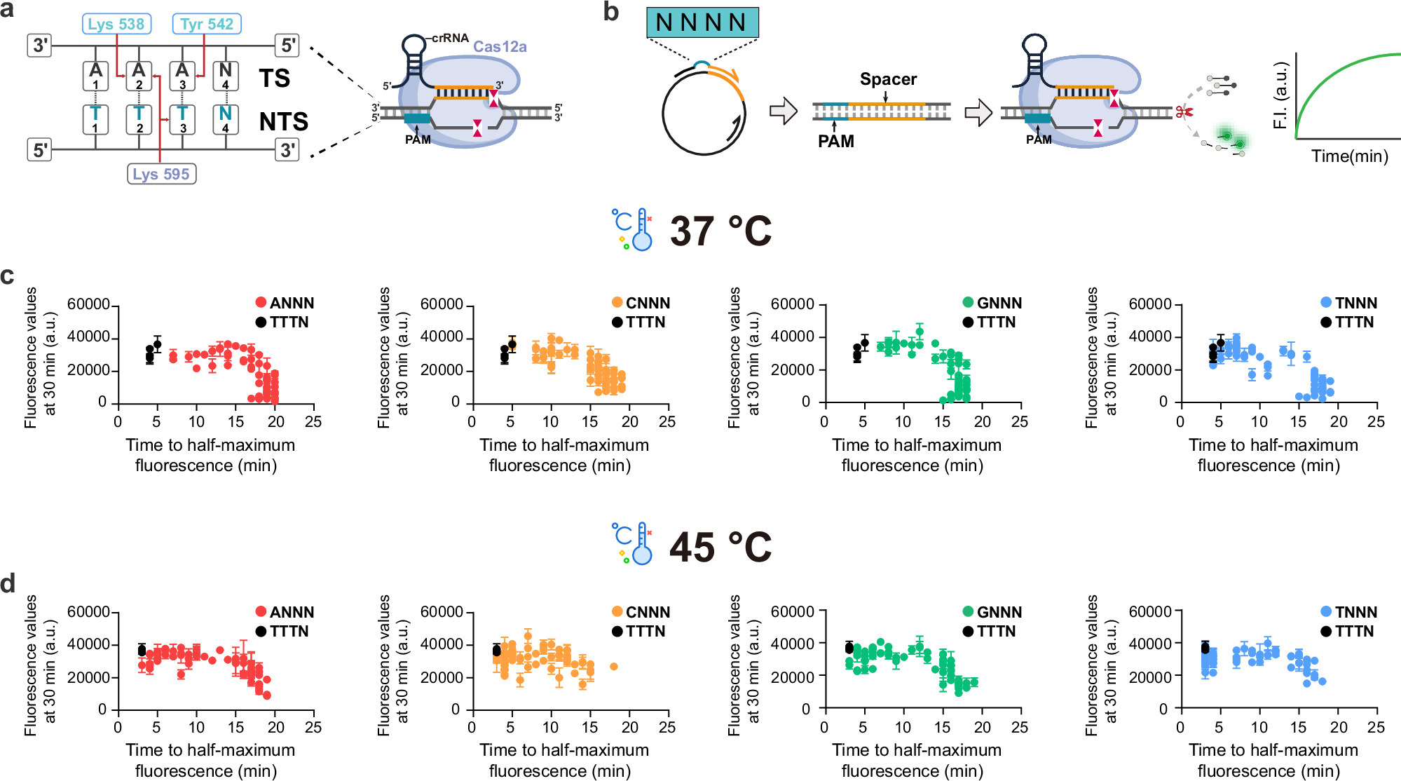 Fig. 1: Comprehensive assessment of PAM-mediated collateral activity of LbCas12a at 37 °C and 45 °C.