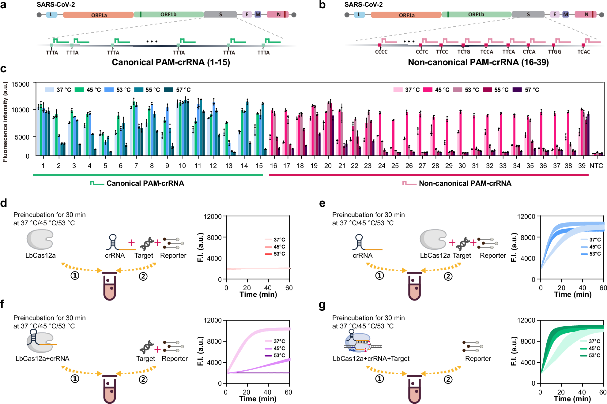 Fig. 2: High temperature boosted Cas12a trans-cleavage activity results from dsDNA target activation.