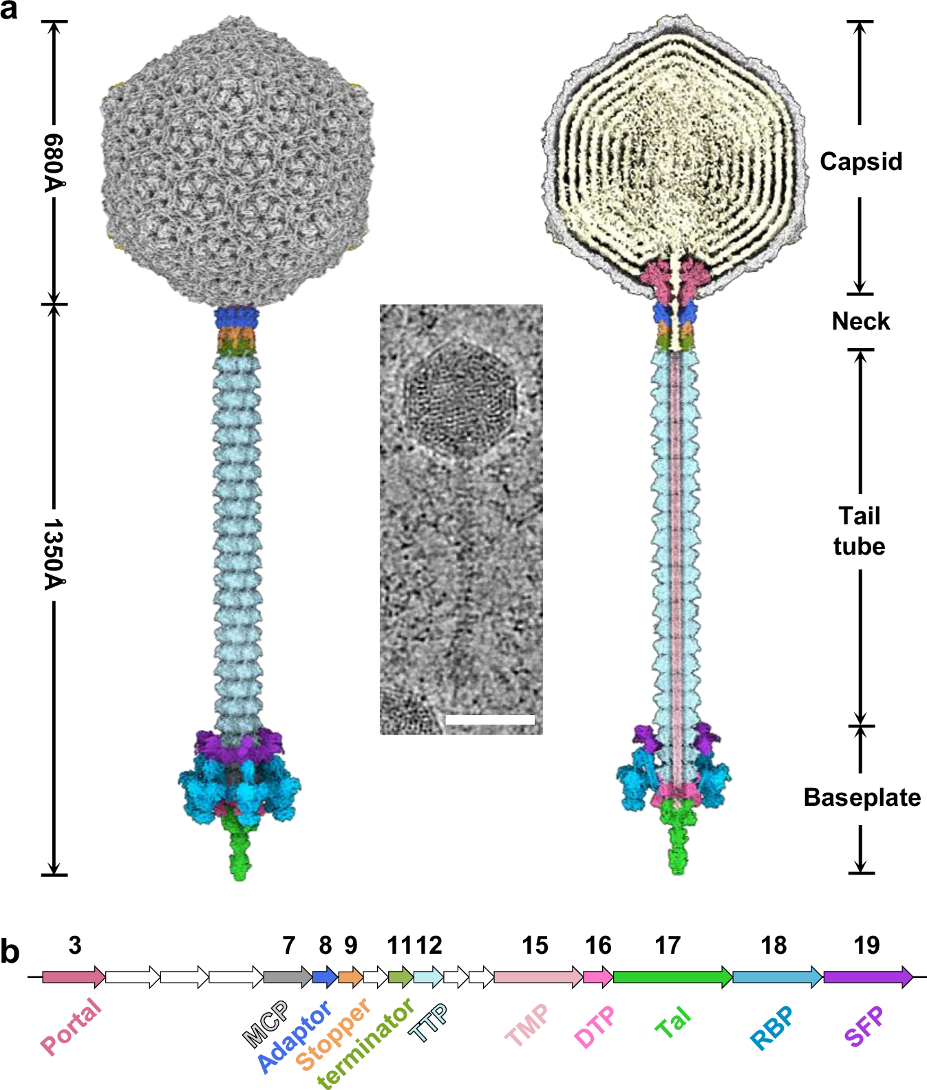 Structure of a Brochothrix thermosphacta bacteriophage reveals 