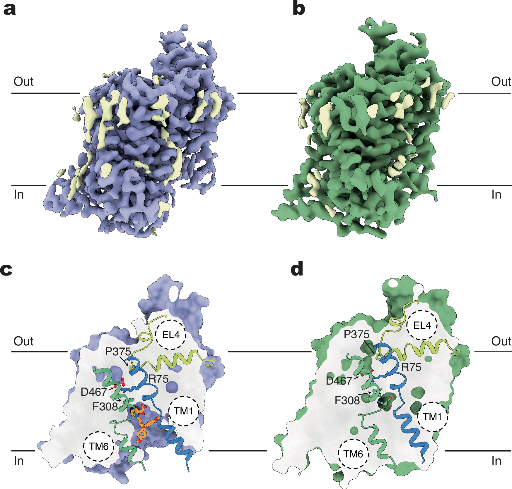 Fig. 2: Inhibitor-bound and GABA-bound states of hGAT3.