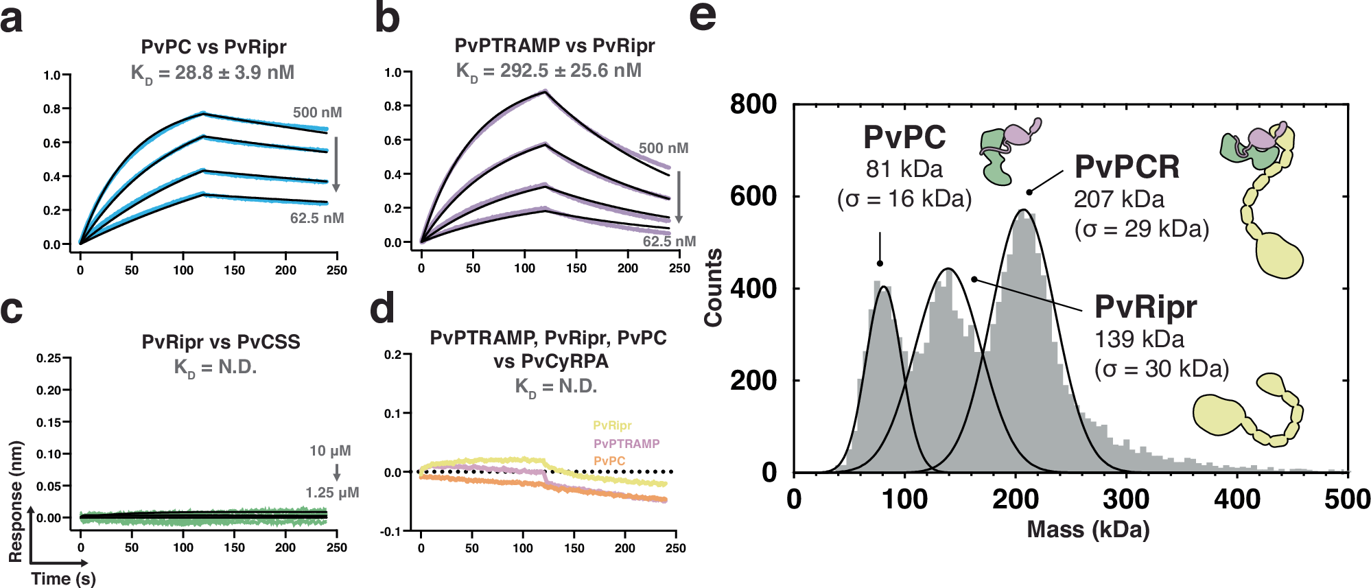Fig. 3: The PvPC heterodimer forms a stable complex with PvRipr.