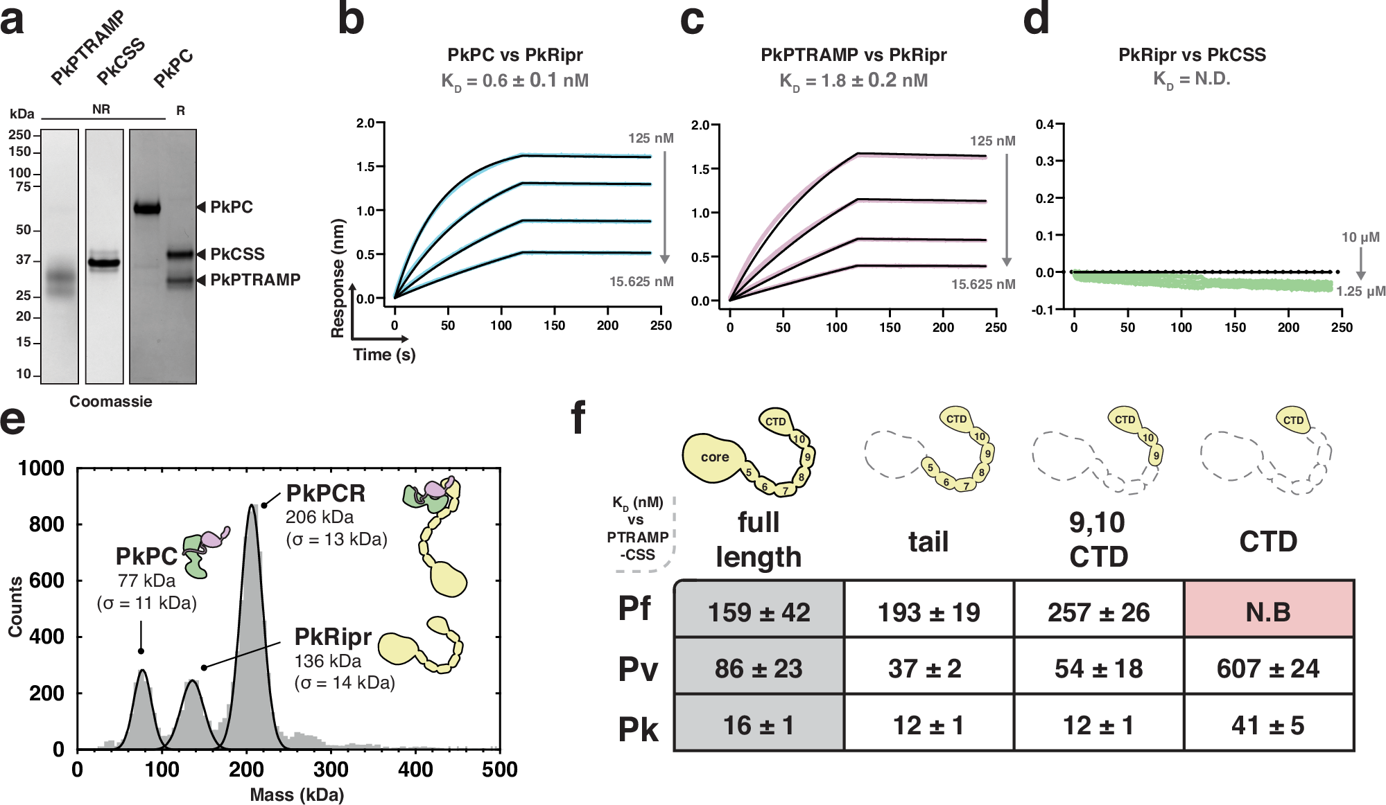 Fig. 4: A small region of Ripr is sufficient for PTRAMP-CSS binding in P. falciparum, P. vivax, and P. knowlesi.