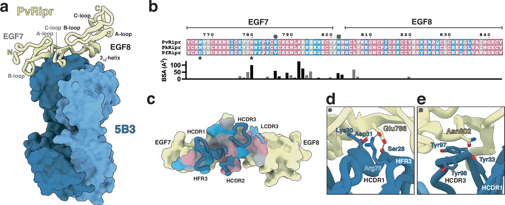 Fig. 6: Crystal structure of anti-Ripr mAb 5B3 in complex with PvRiprEGF7-8.