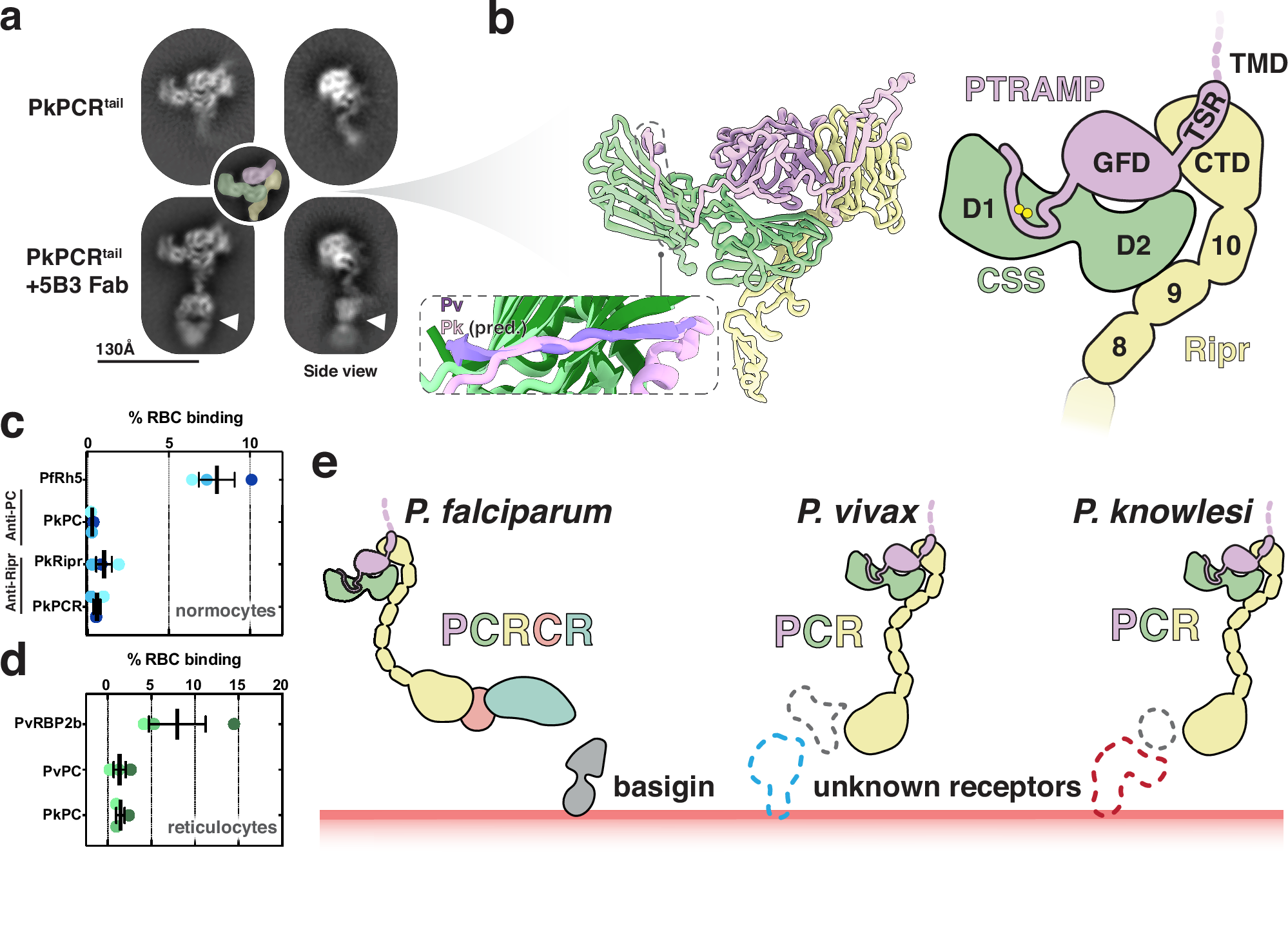 Fig. 7: PTRAMP, CSS, and Ripr form a core invasion scaffold in Plasmodium spp.