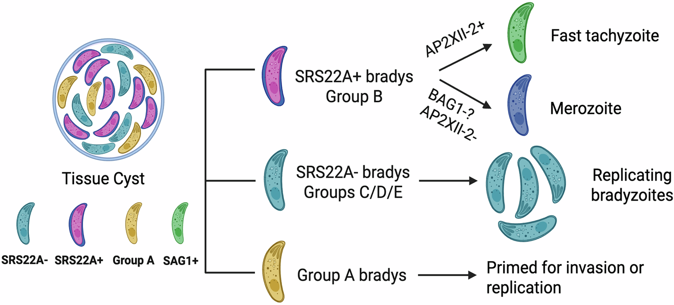 Fig. 7: Model illustrating the non-linear life cycle and multifunctional nature of bradyzoites within heterogeneous tissue cysts.