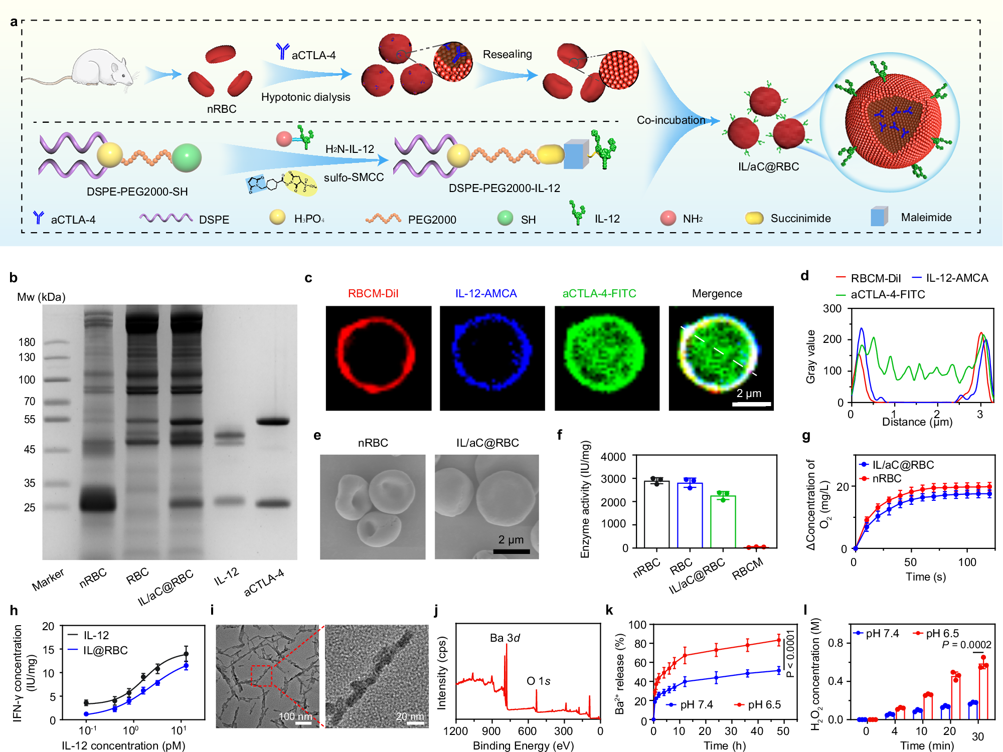 Fig. 2: Synthesis and characterization of IL/aC@RBC and BaO2.