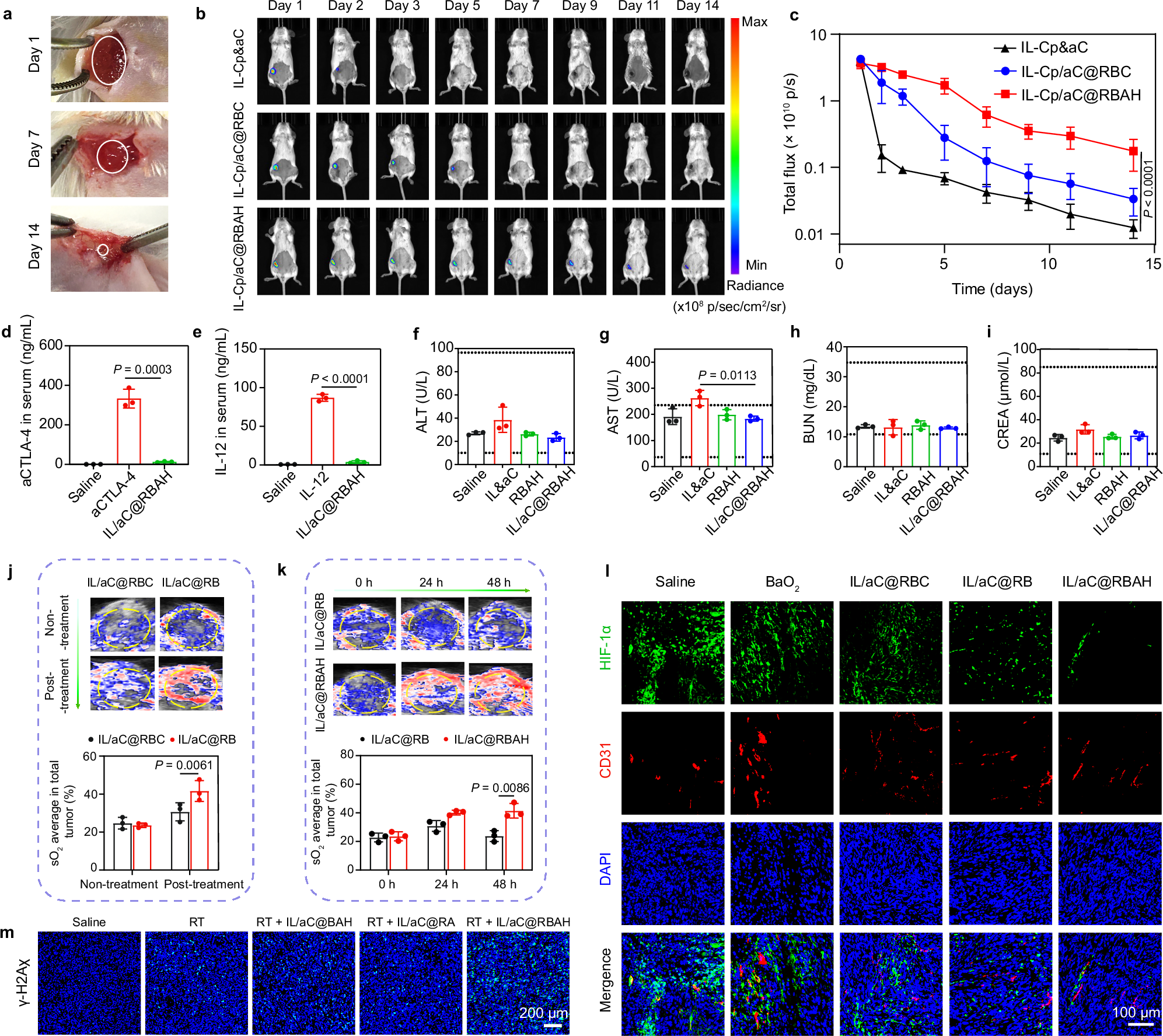 Fig. 4: In situ retention and O2 self-supply of IL/aC@RBAH.