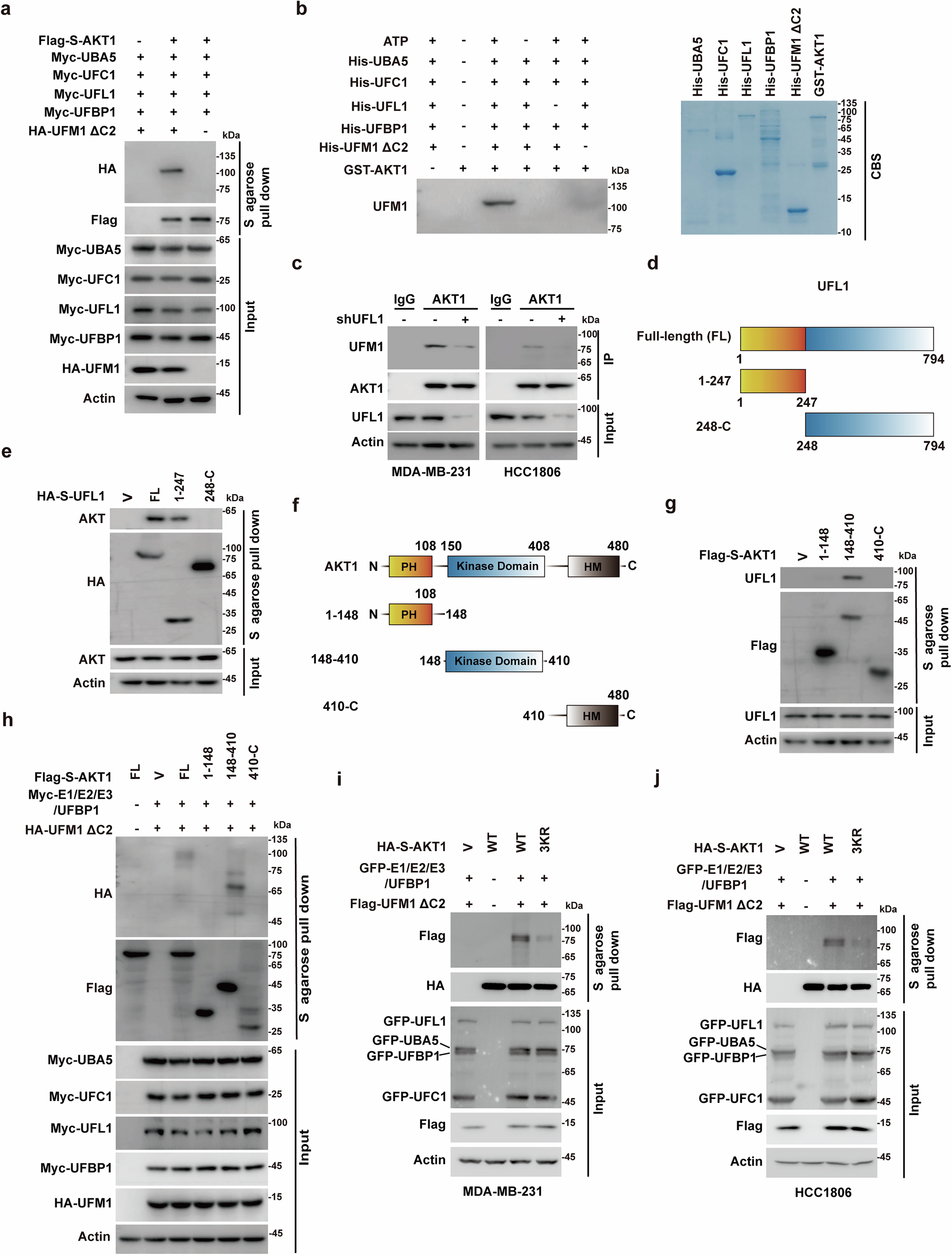 Fig. 3: UFL1 ufmylates AKT1 at Lys189, Lys276, and Lys297.