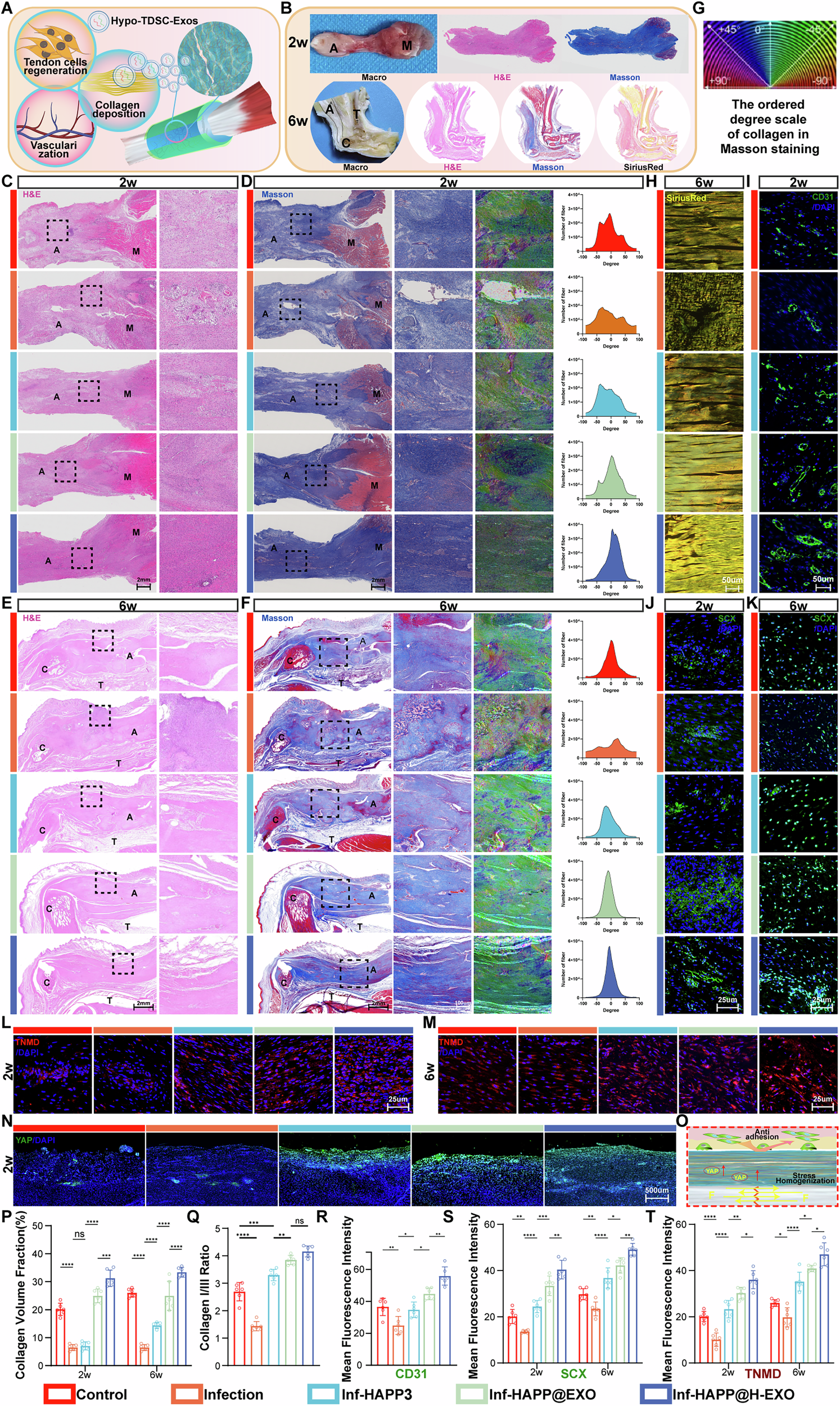 Fig. 9: HAPP@H-EXO promotes collagen sequential remodelling, vascularization, tendon regeneration, and stress redistribution.