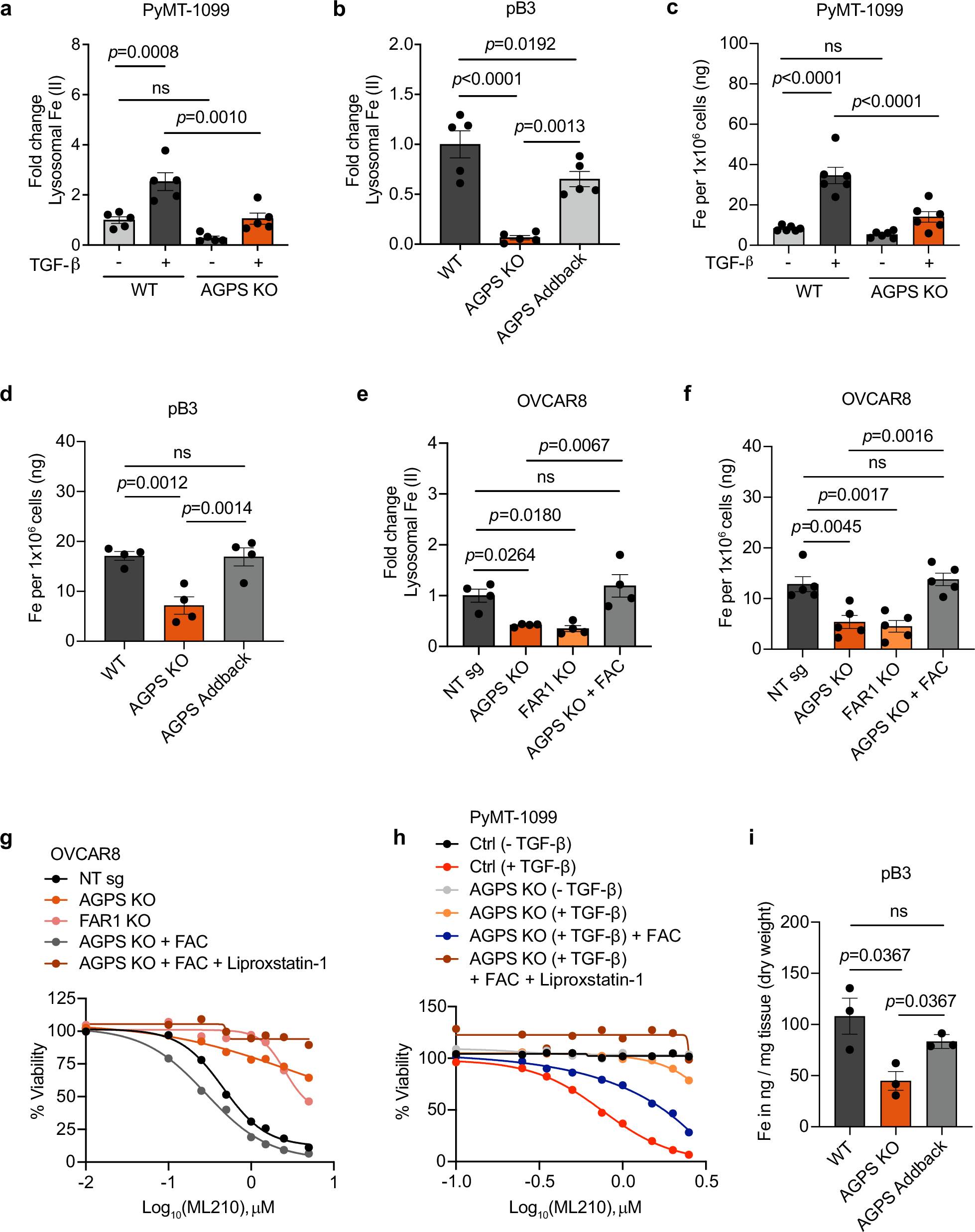 Fig. 2: Ether lipids regulate cellular redox-active iron levels in cancer cells.