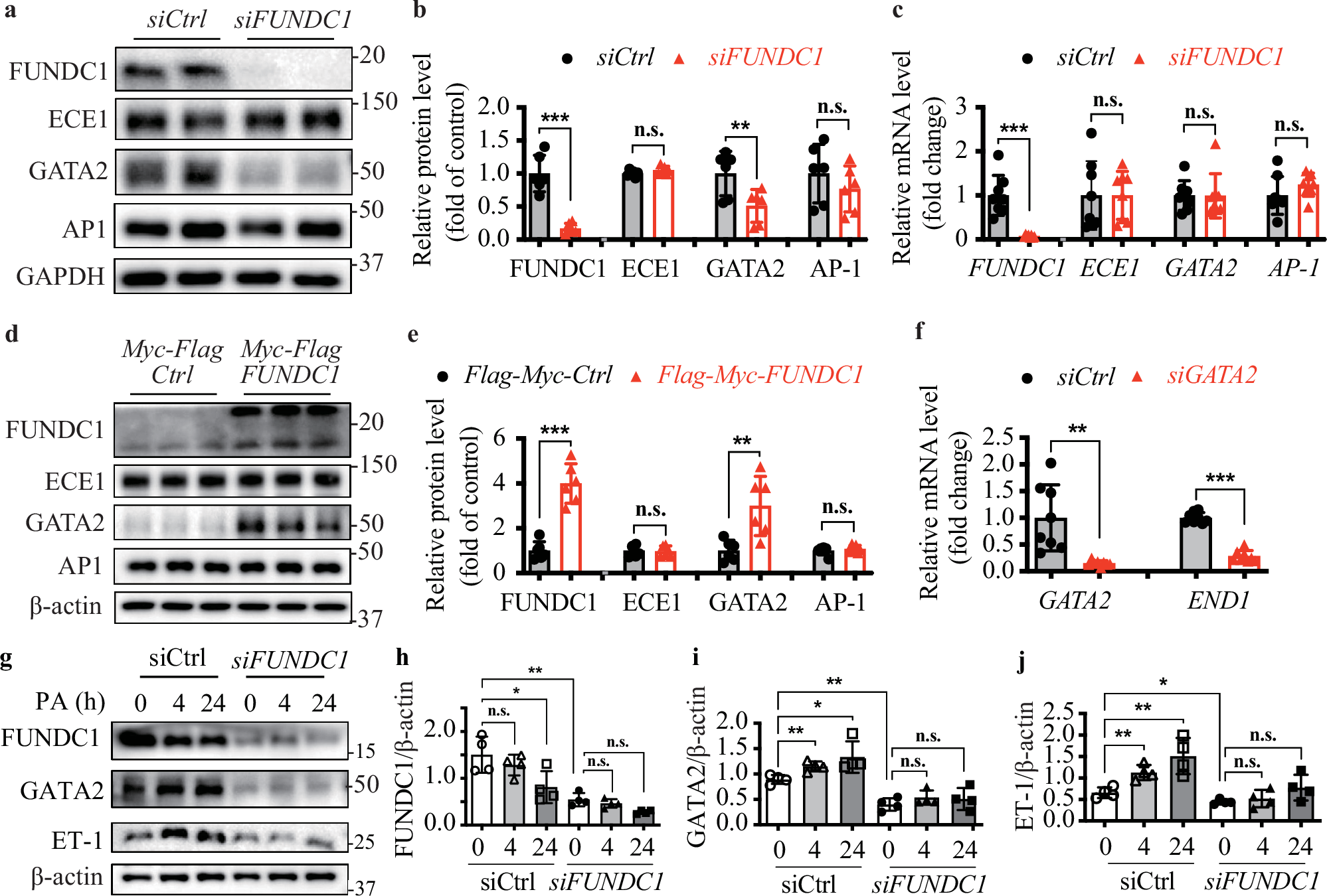 Fig. 5: Lack of FUNDC1 downregulates GATA2 to inhibit ET-1 production.